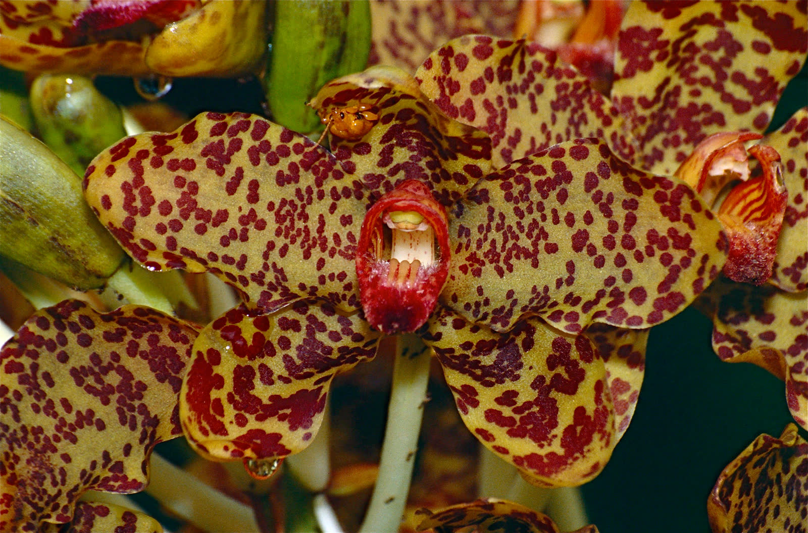 Грамматофиллум великолепный (Grammatophyllum speciosum) — тигровая орхидея, Sepilok, Малайзия
