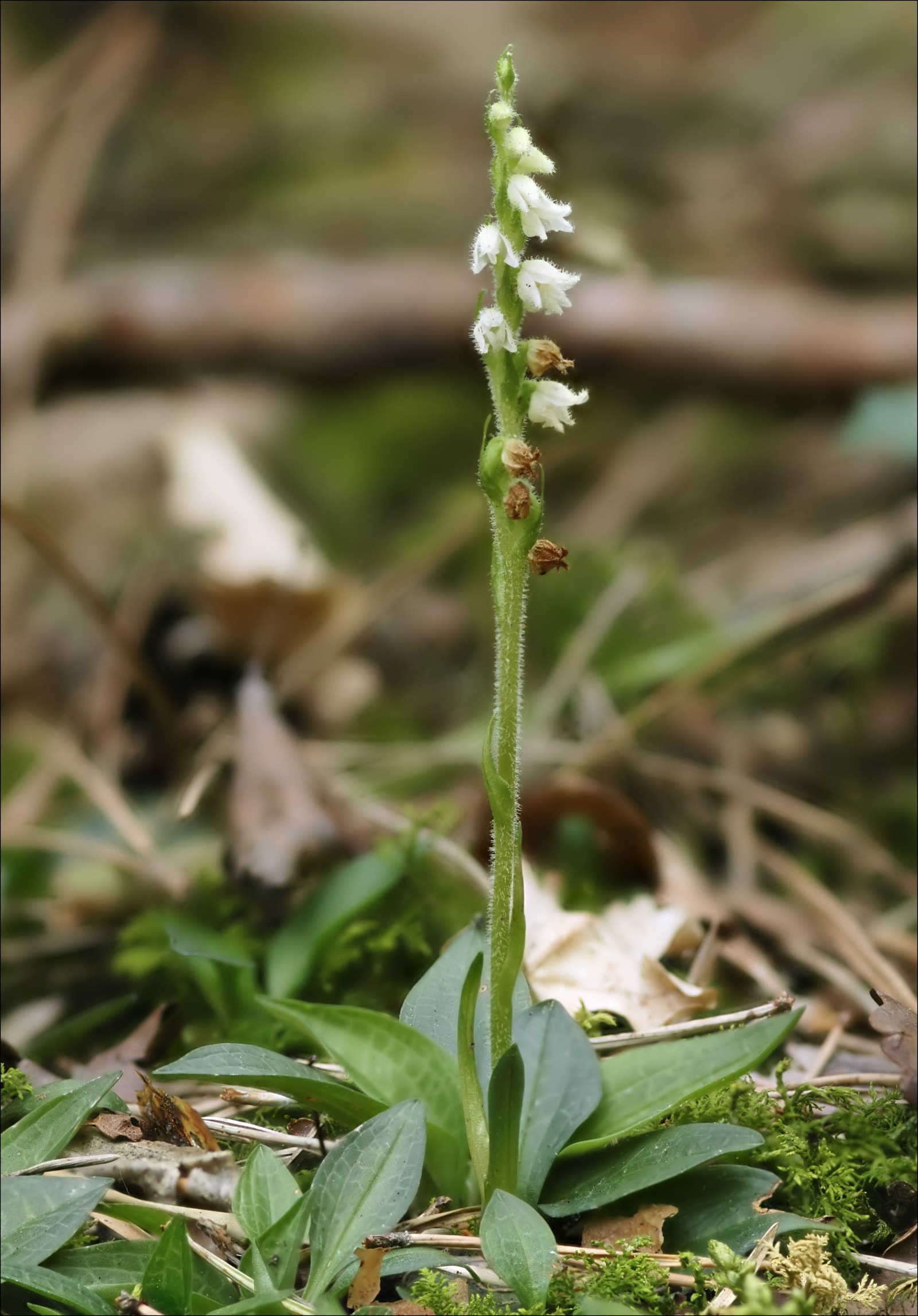 Гудайера ползучая (Goodyera repens) — розетка тёмно-зелёных листьев с сетчатым серебристым жилкованием