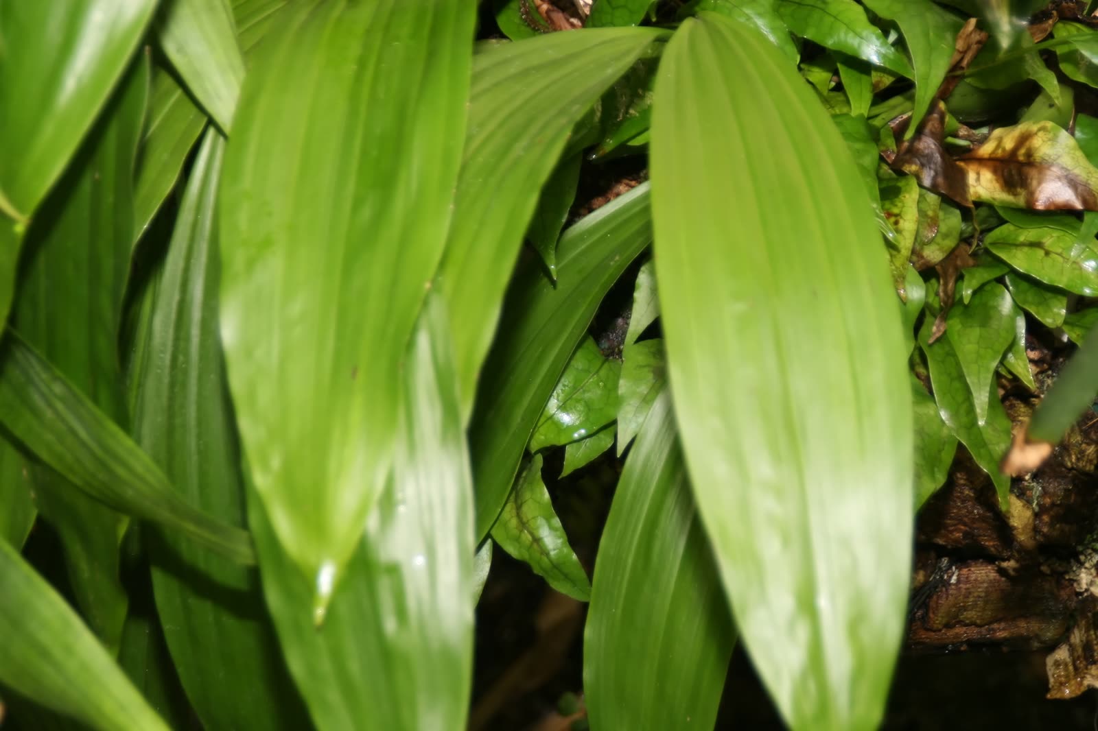 Гусмания кровавая (Guzmania sanguinea) — центральная розетка листьев, окрашенная в насыщенный кроваво-красный цвет перед цветением