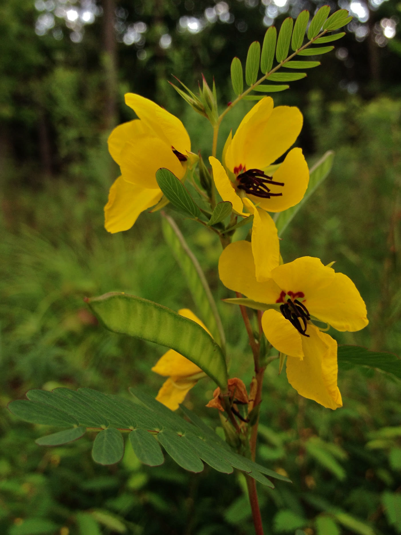 Хамекриста пучковатая (Chamaecrista fasciculata) — жёлтые цветки с тёмными тычинками и перистой листвой
