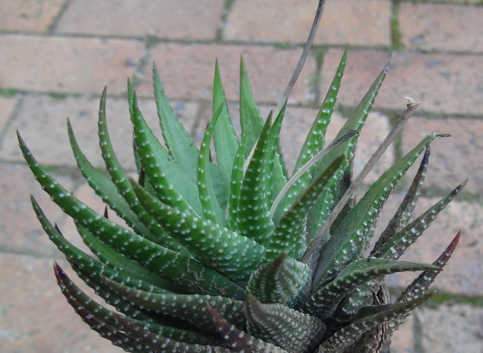 Хавортиопсис полосатый (Haworthiopsis fasciata) — крупный план розетки с рядами белых бугорков на листьях