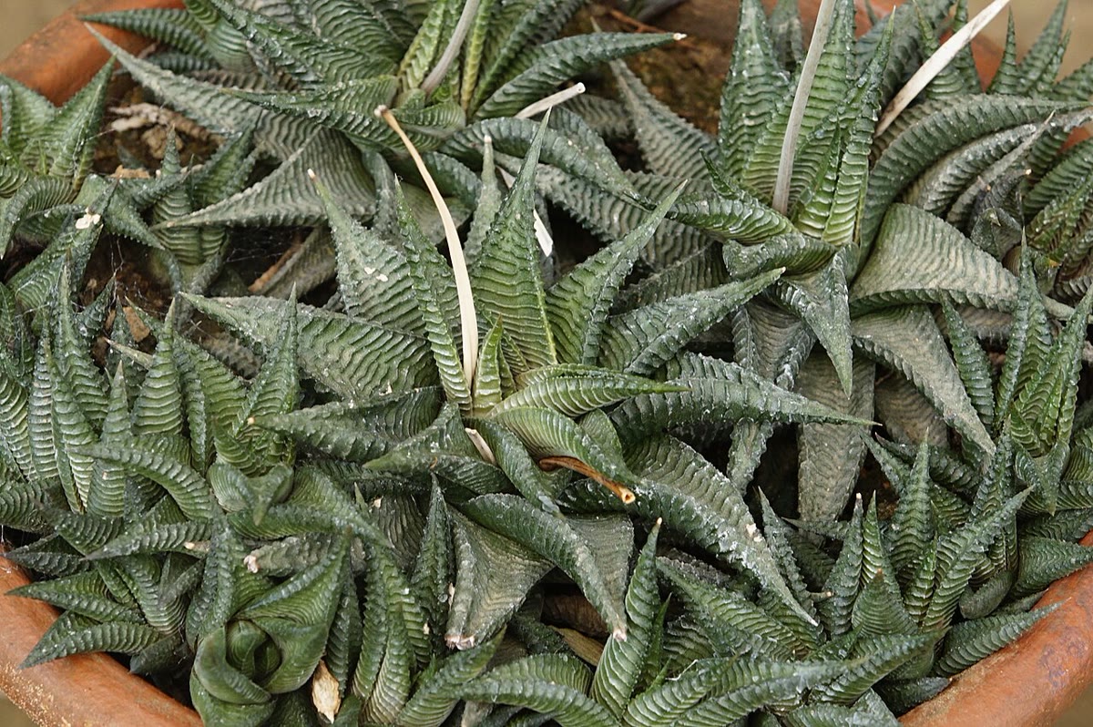 Хавортия бороздчатая (Haworthia limifolia) — треугольные листья со сплошными поперечными гребнями-волнами, напоминающими стиральную доску
