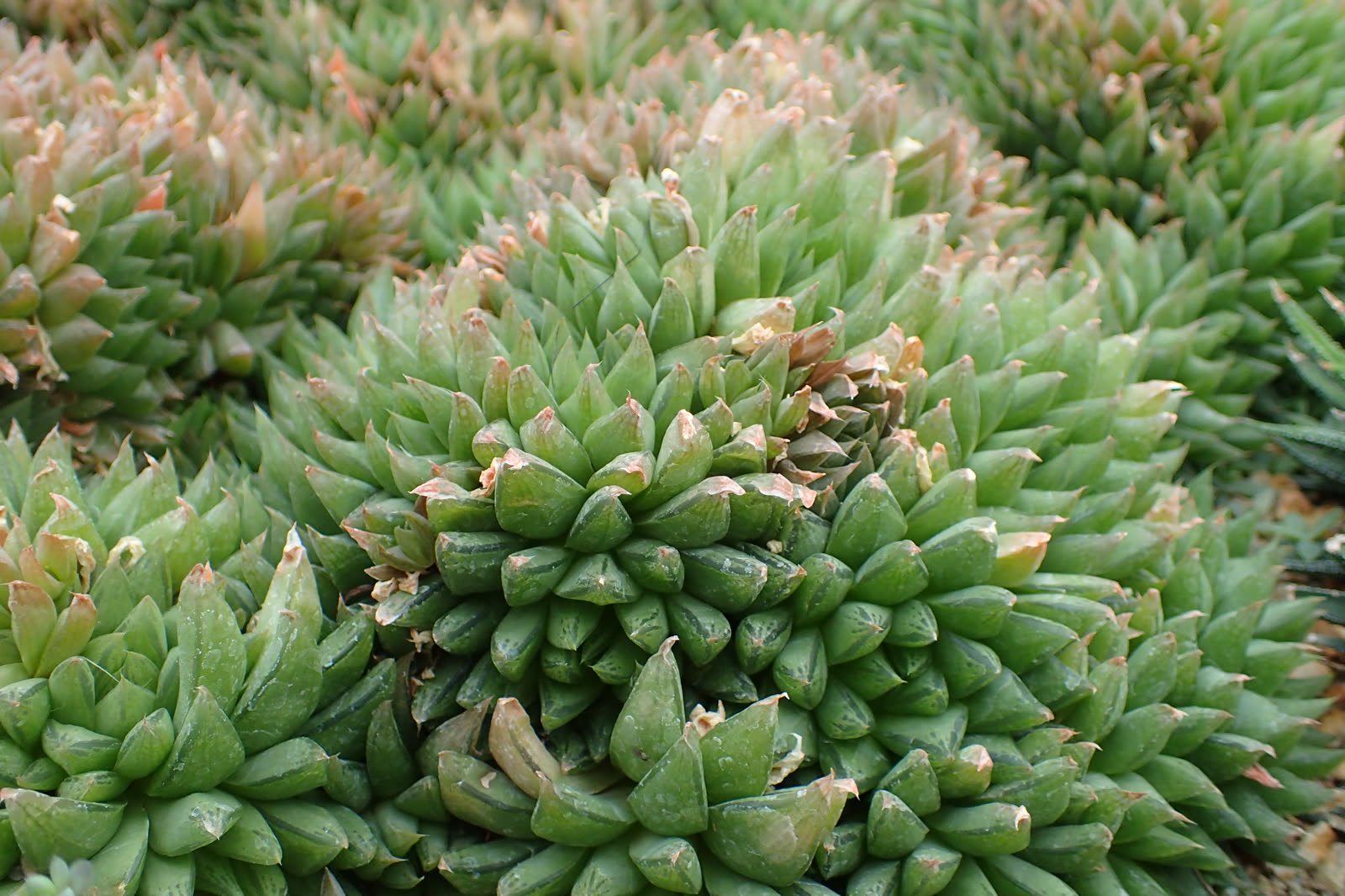 Хавортия Купера (Haworthia cooperi) — округлые вздутые листья с прозрачными окошками на кончиках