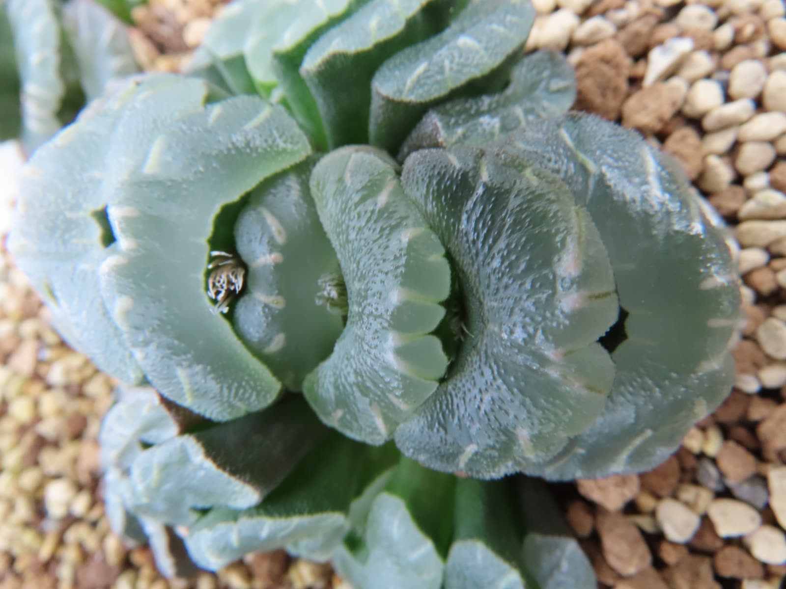 Хавортия усечённая (Haworthia truncata) — ряд плоско срезанных листьев-«зубов», растущих в одной плоскости