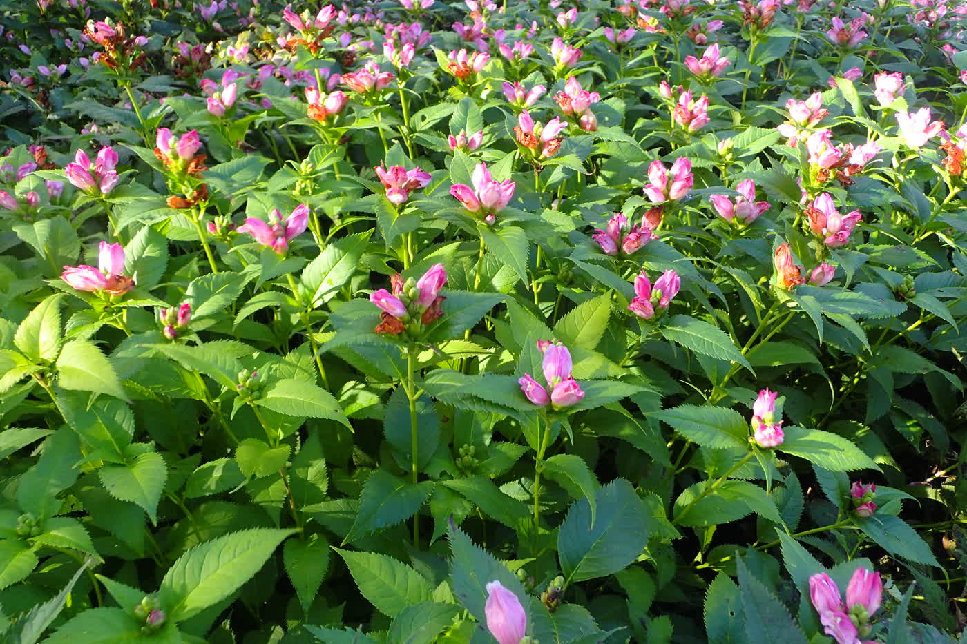 Хелоне Лайона (Chelone lyonii) — ярко-розовые цветки-«черепашьи головы» на плотной куртине