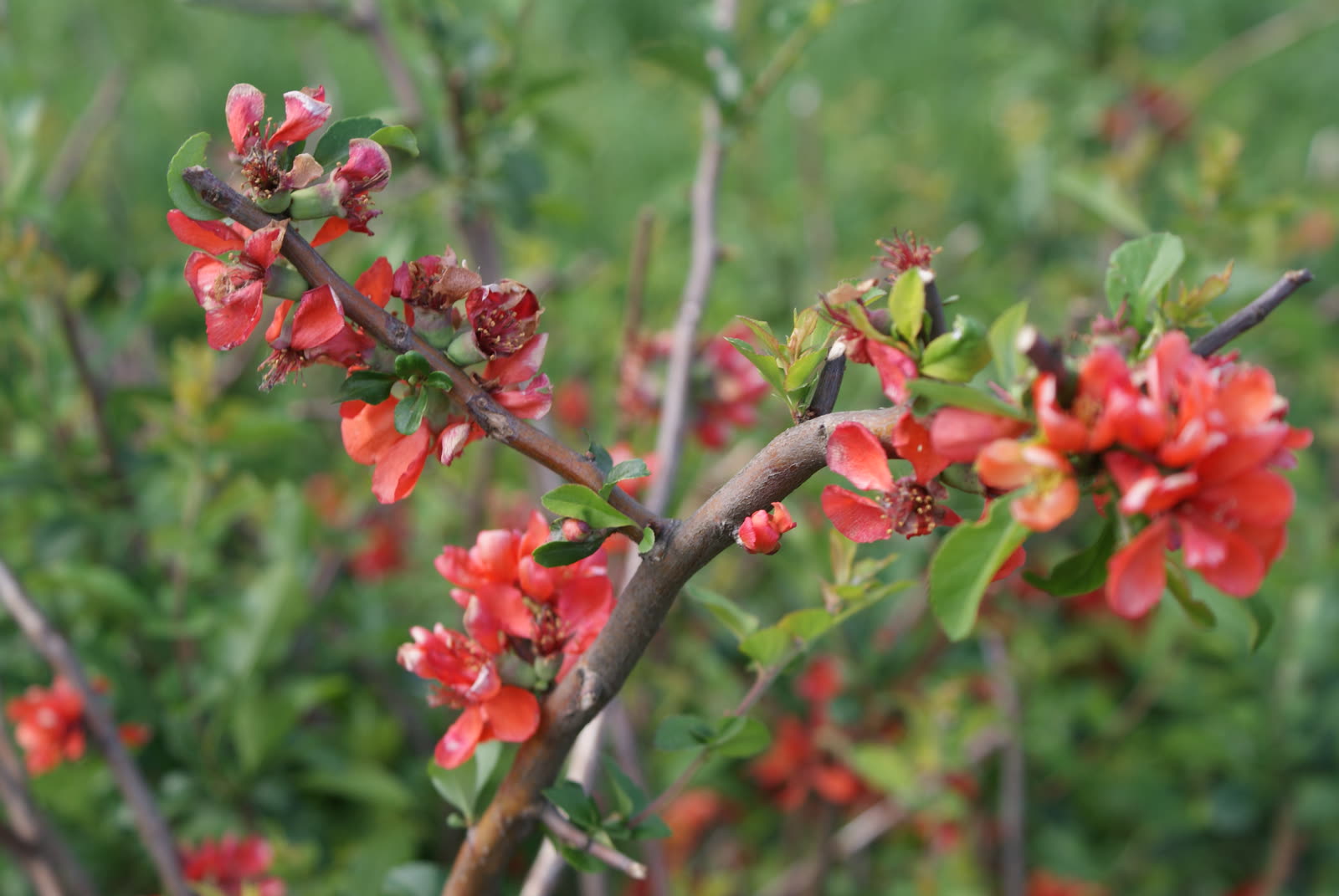Хеномелес прекрасный (Chaenomeles speciosa) — цветение на голых ветвях