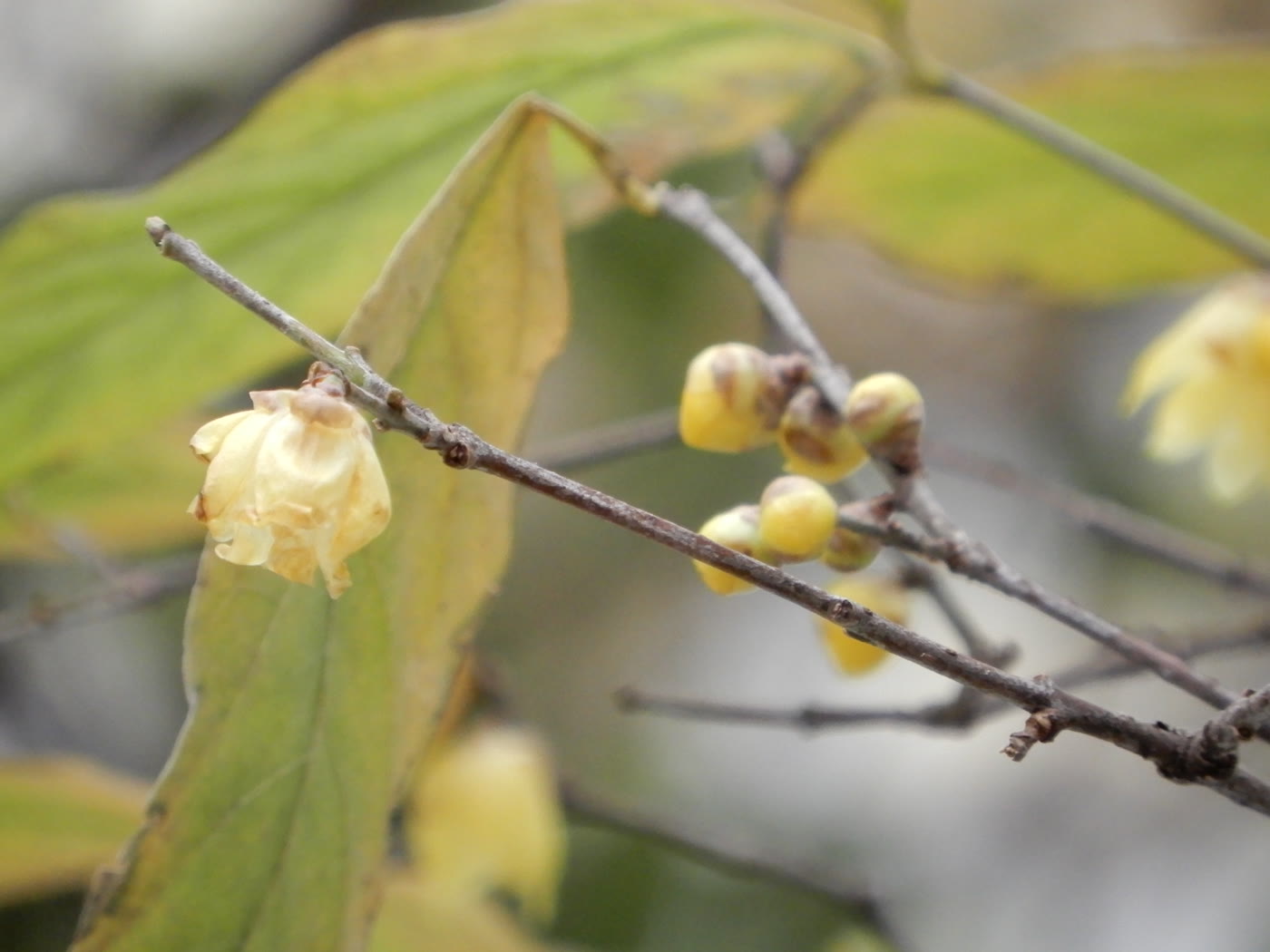 Химонантус ранний (Chimonanthus praecox) — цветущая ветка зимой