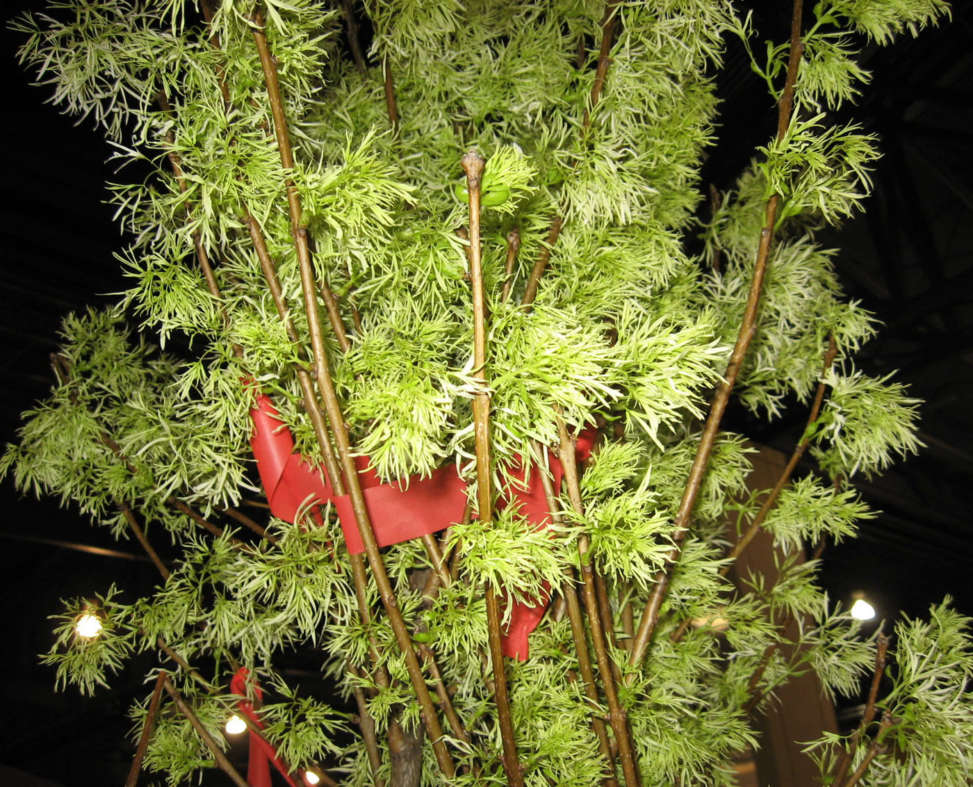 Хионантус виргинский (Chionanthus virginicus) в цвету — облако белых бахромчатых цветков