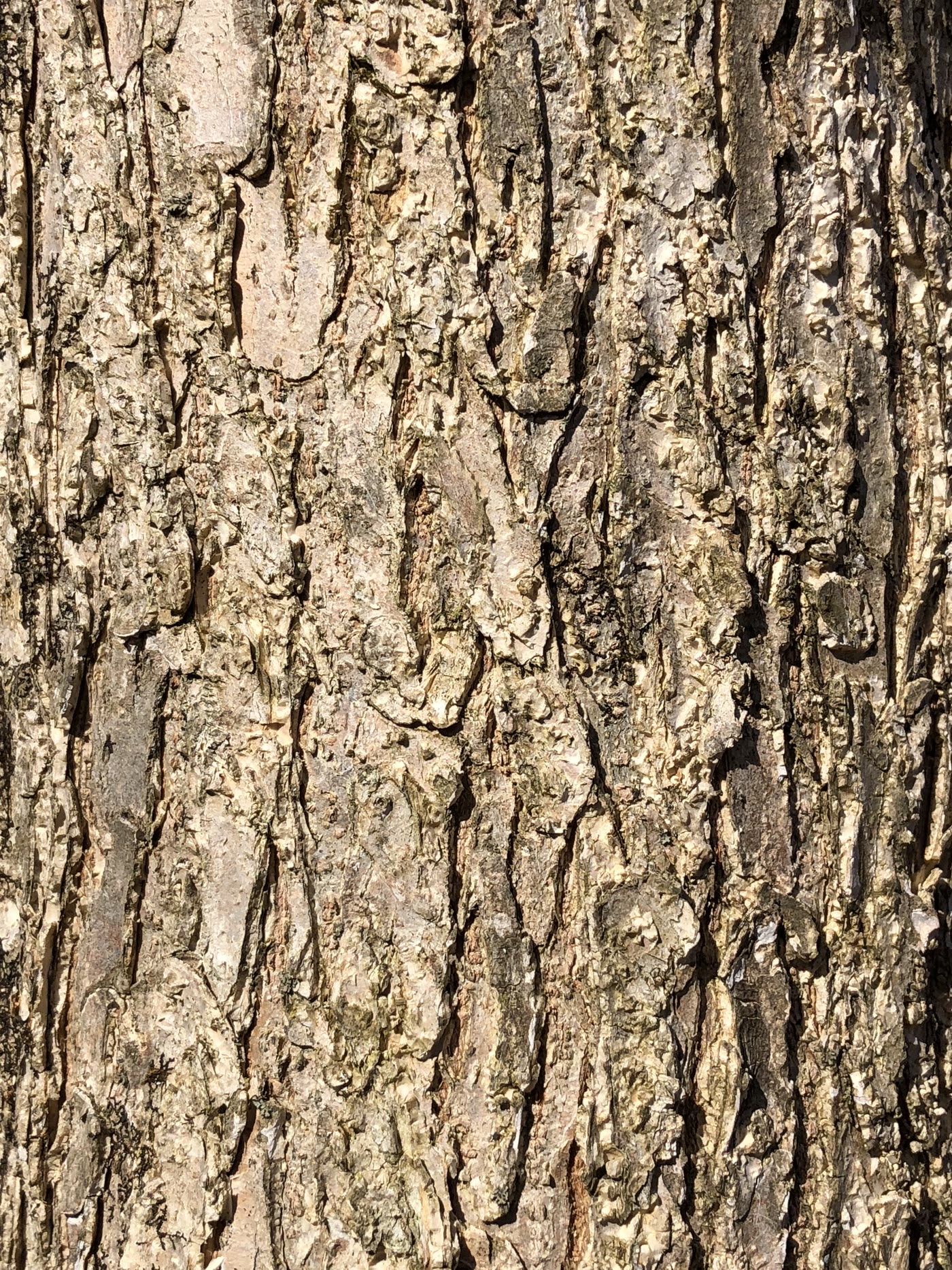 Хмелеграб виргинский (Ostrya virginiana) — лохматая шелушащаяся кора ствола