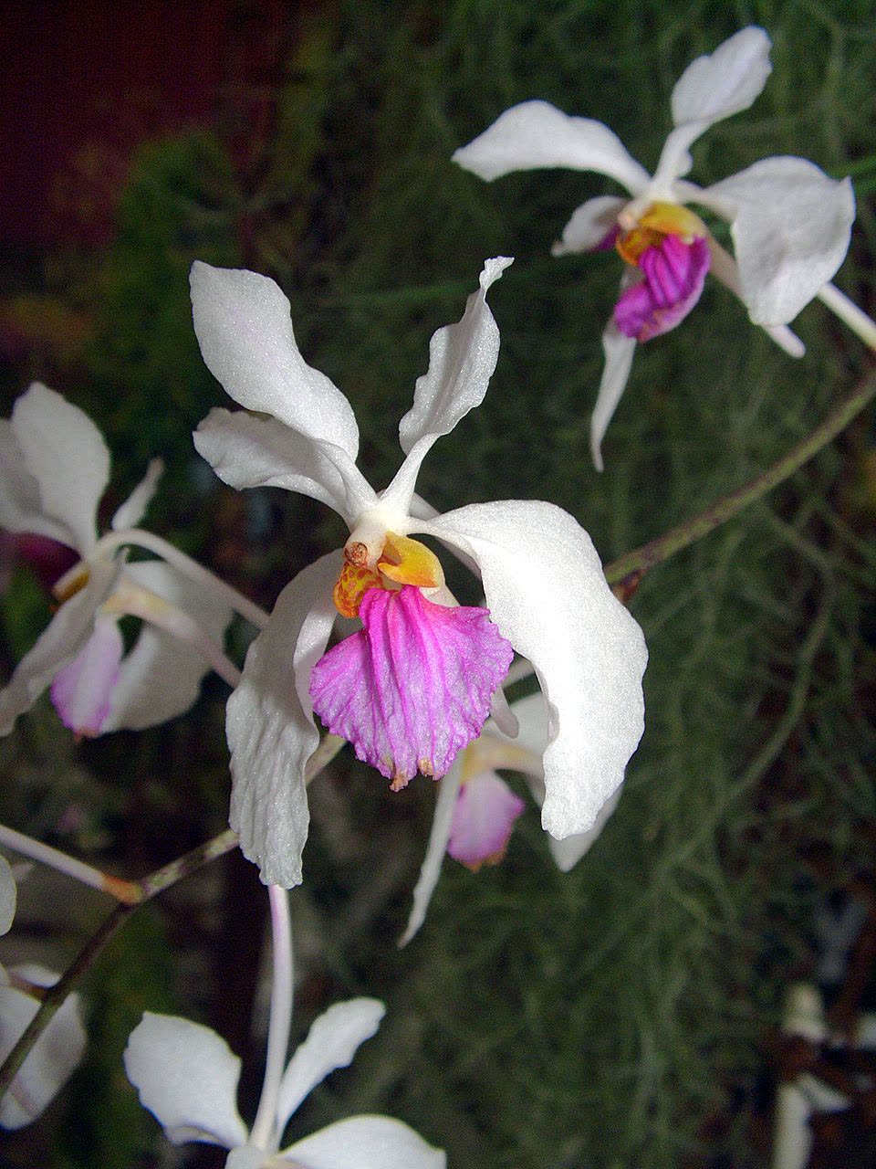 Холкоглоссум крупноцветковый (Holcoglossum kimballianum) — полуцилиндрические листья и крупные бело-розовые цветки