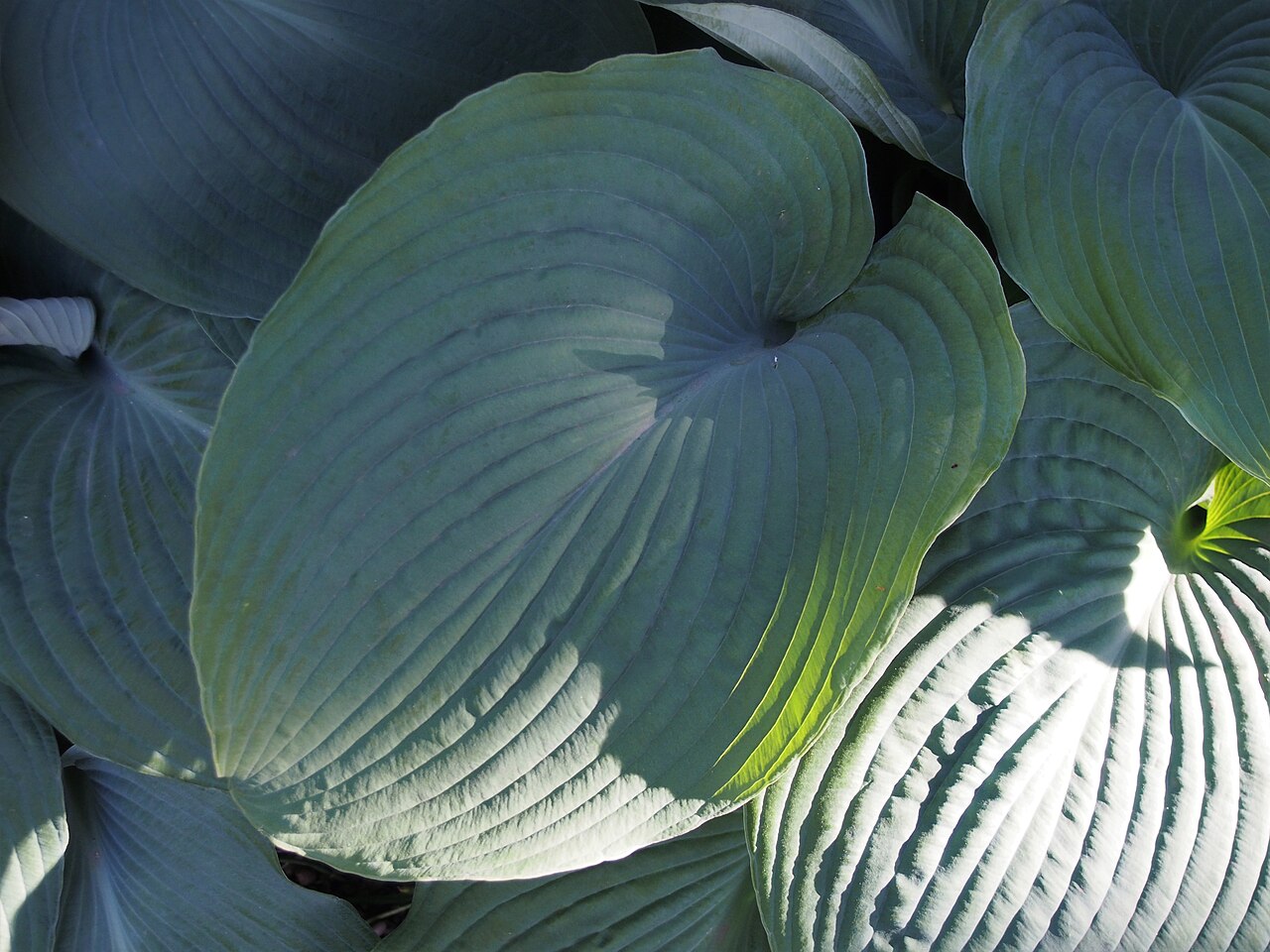 Хоста Блю Энджел (Hosta 'Blue Angel') — крупные рельефные сизо-голубые листья