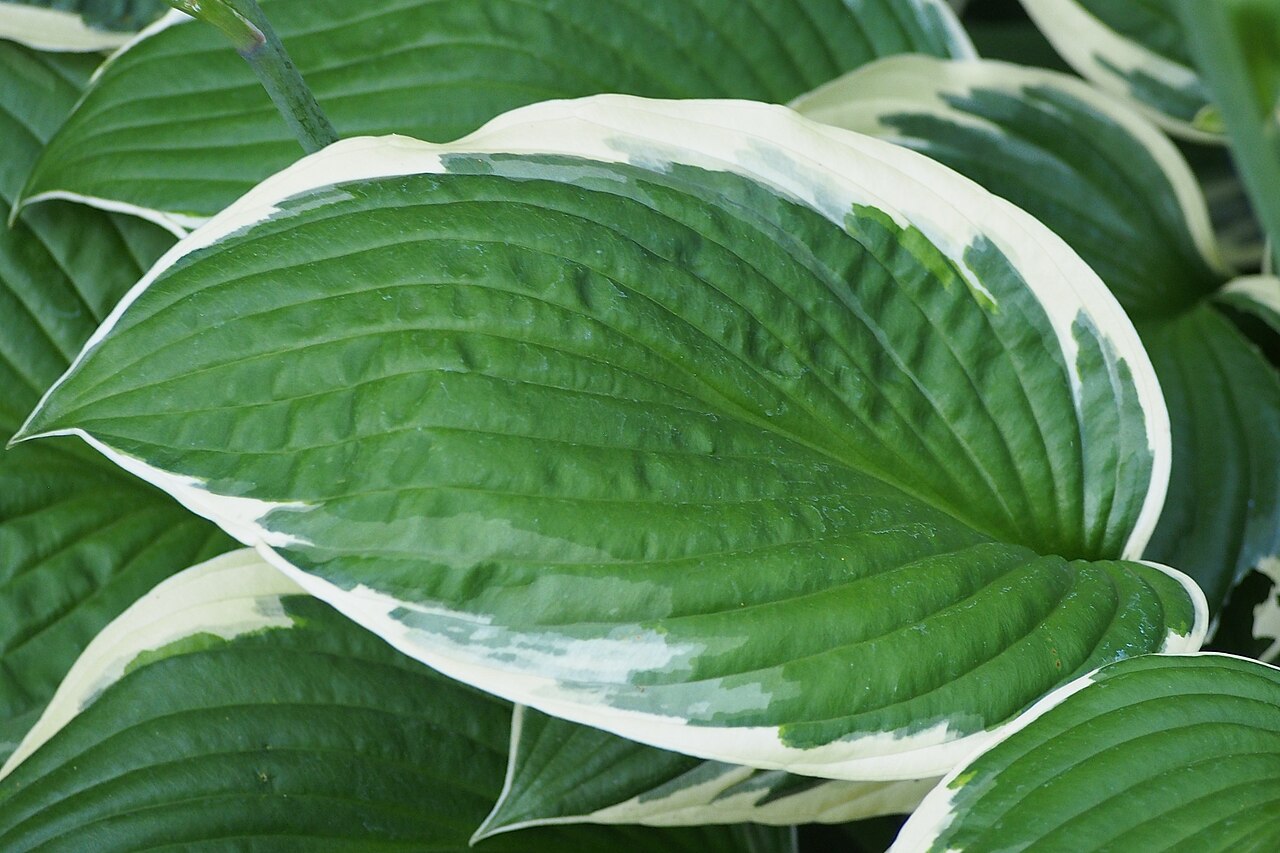 Хоста Франсис (Hosta 'Francee') — зелёные листья с узкой белой каймой