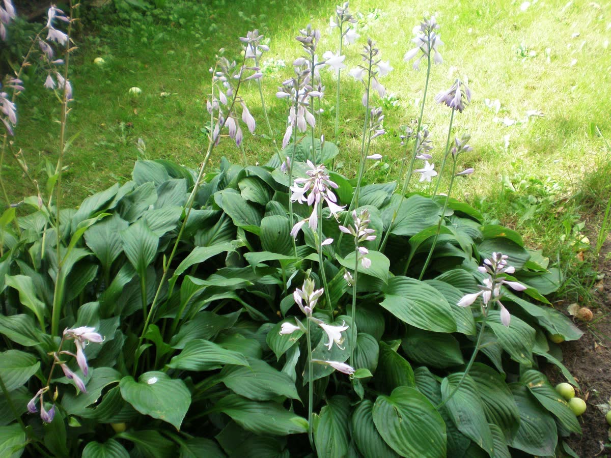 Хоста подорожниковая (Hosta plantaginea) — крупные душистые белые трубчатые цветки