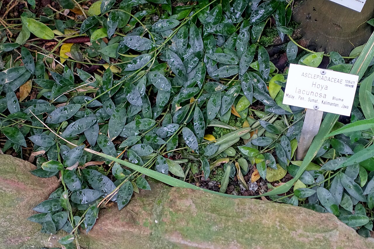 Хойя лакуноза (Hoya lacunosa) — стелющиеся плети с мелкими тёмно-зелёными эллиптическими листьями и пятнистым рисунком капель на глянцевой поверхности