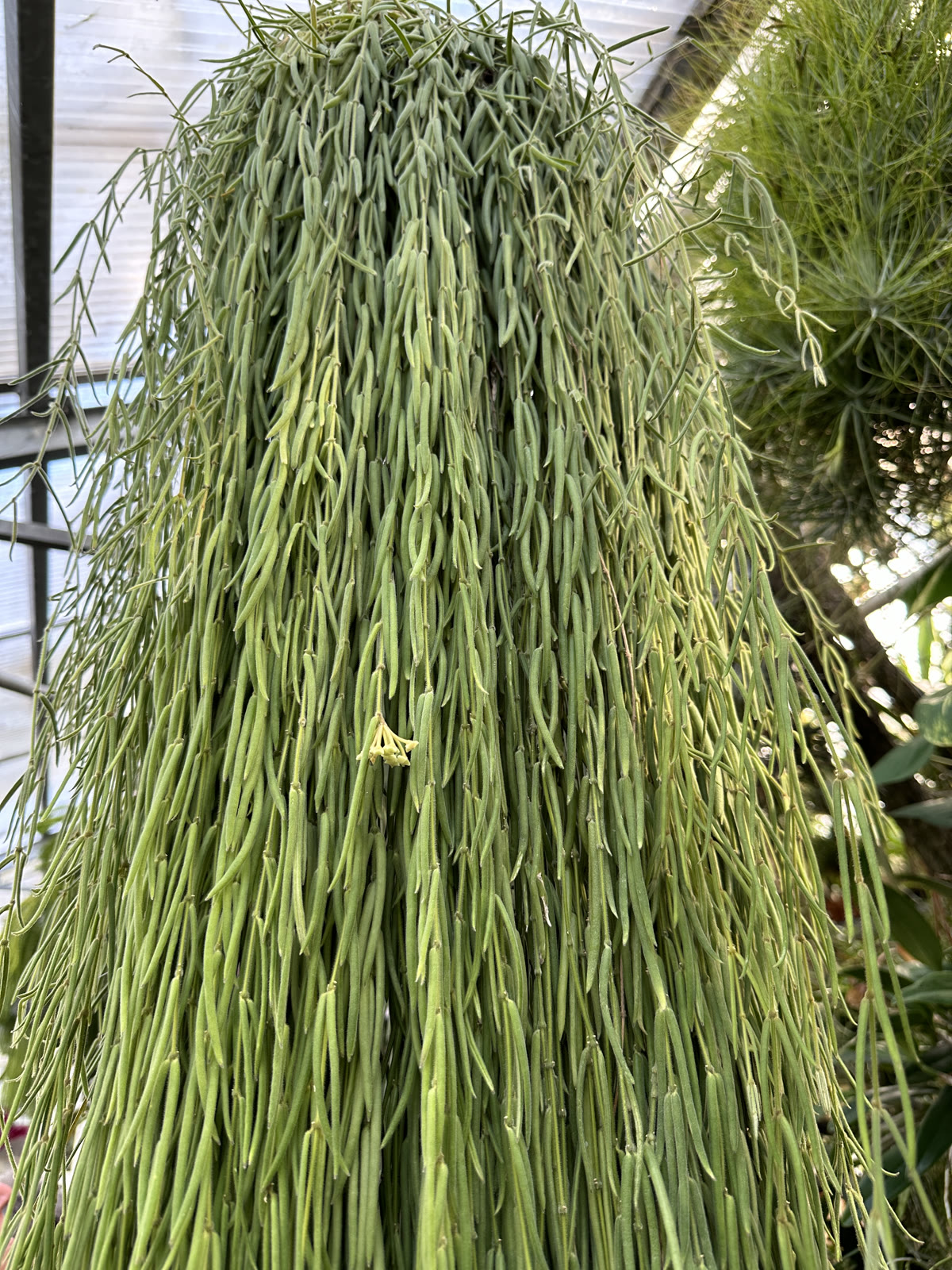 Хойя линейная (Hoya linearis) — густой каскад тонких нитевидных опушённых листьев