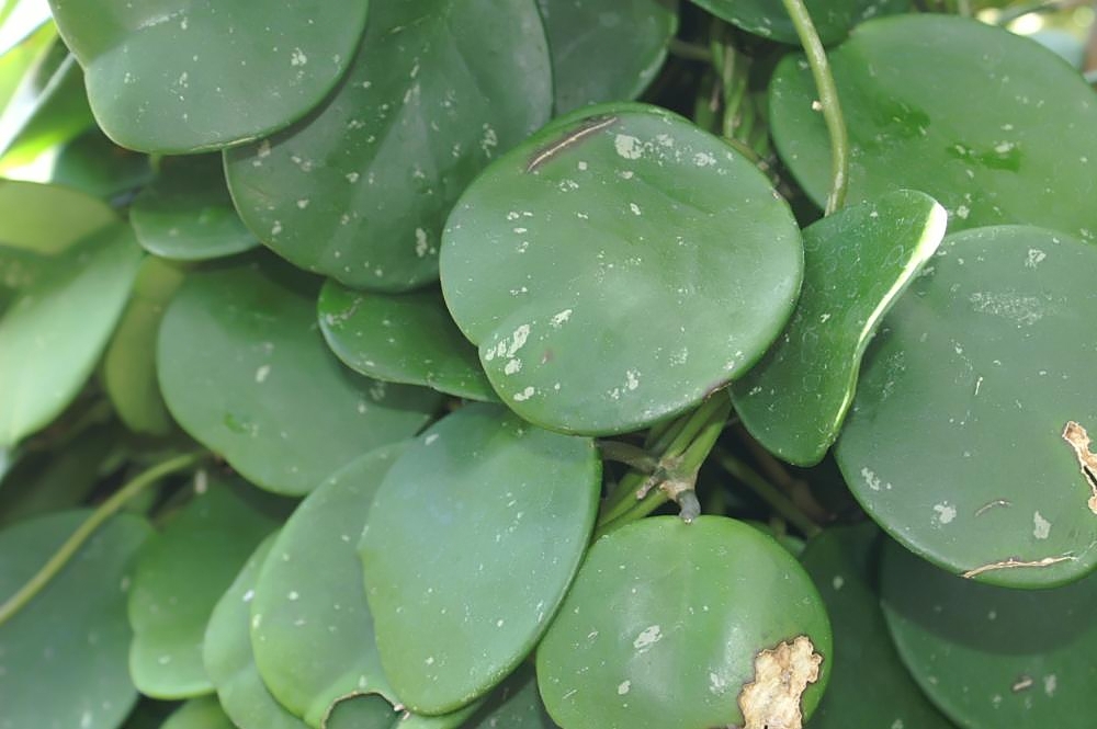 Хойя обратнояйцевидная (Hoya obovata) — крупный план толстых округлых листьев с серебристой крапчатостью