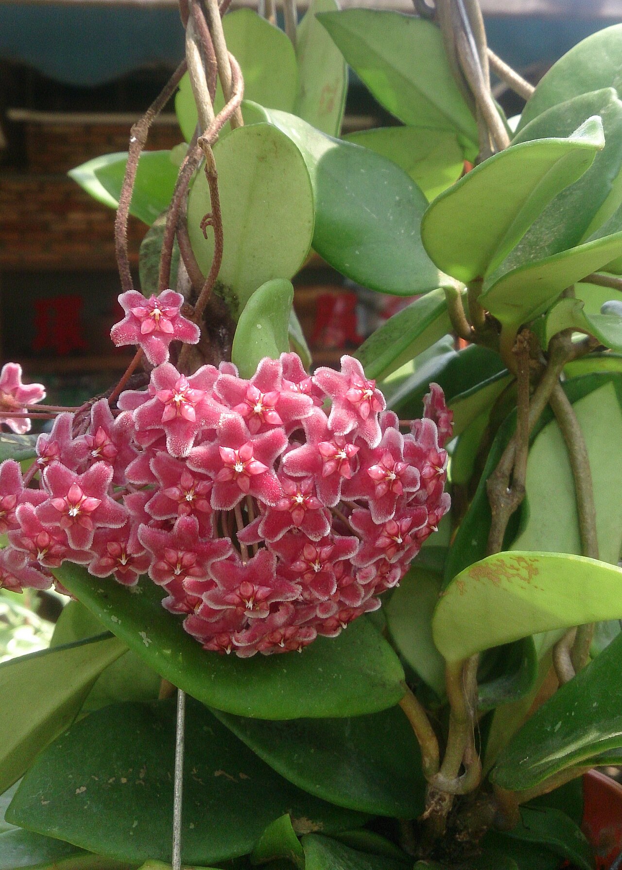 Хойя пубикаликс (Hoya pubicalyx), форма Silver Pink — шарообразный зонтик опушённых розово-малиновых звёздчатых цветков на фоне плотных продолговатых листьев