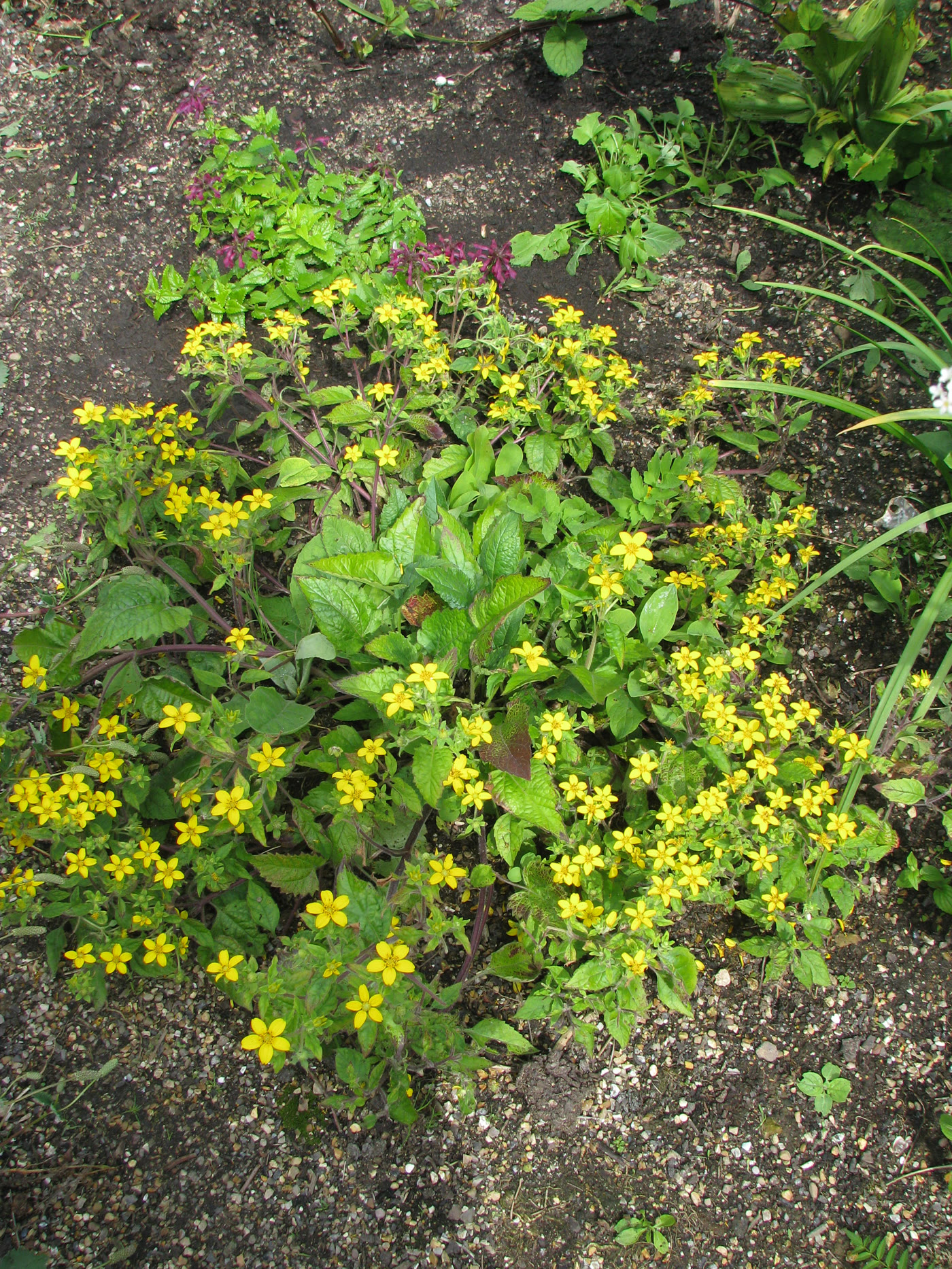 Хризогонум виргинский (Chrysogonum virginianum) — внешний вид растения