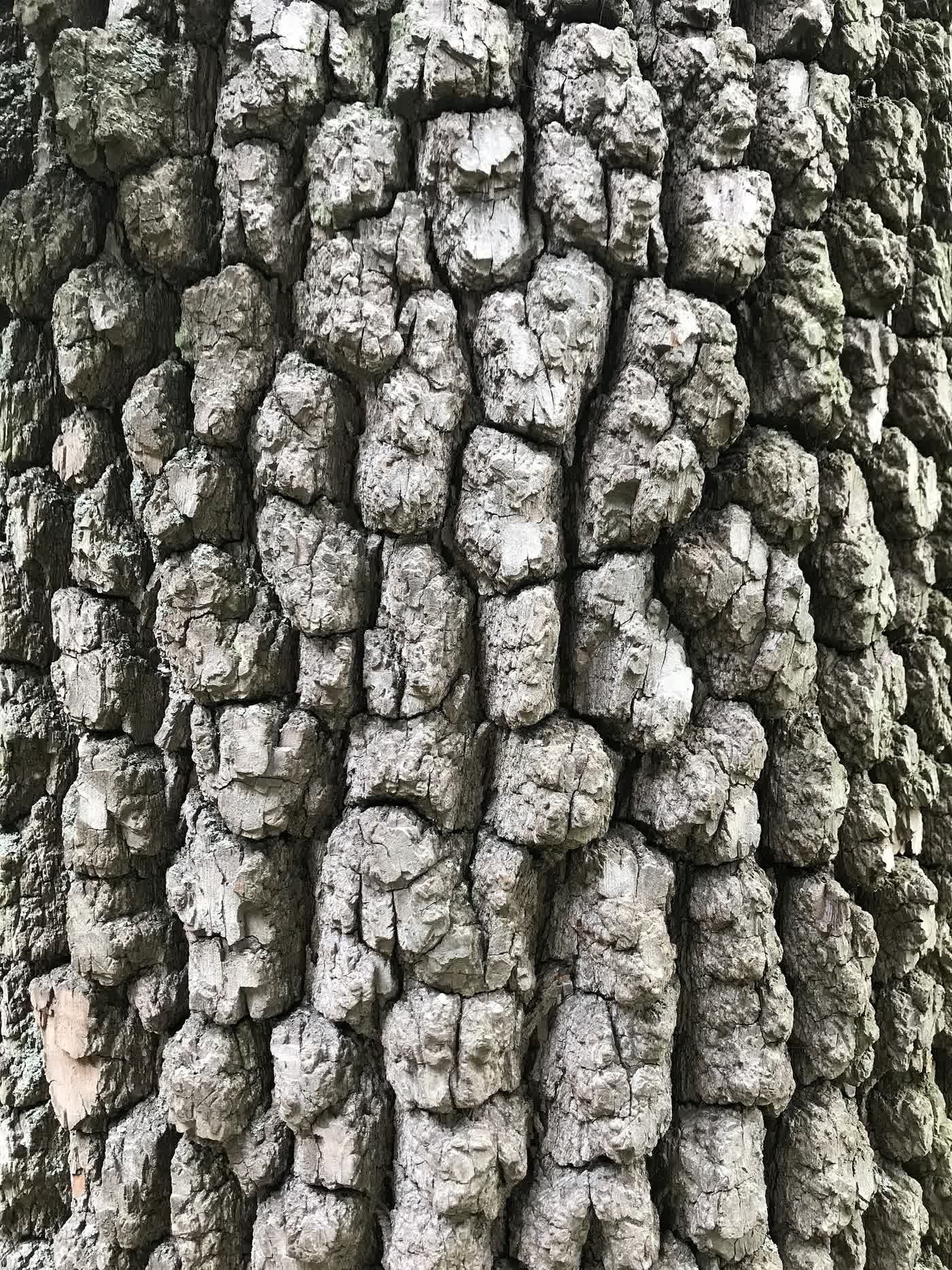 Хурма виргинская (Diospyros virginiana) — характерная глубоко растрескавшаяся кора взрослого дерева