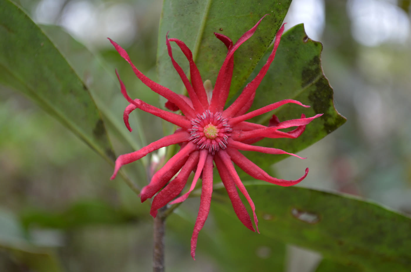 Иллициум флоридский (Illicium floridanum) — звёздчатый бордовый цветок крупным планом