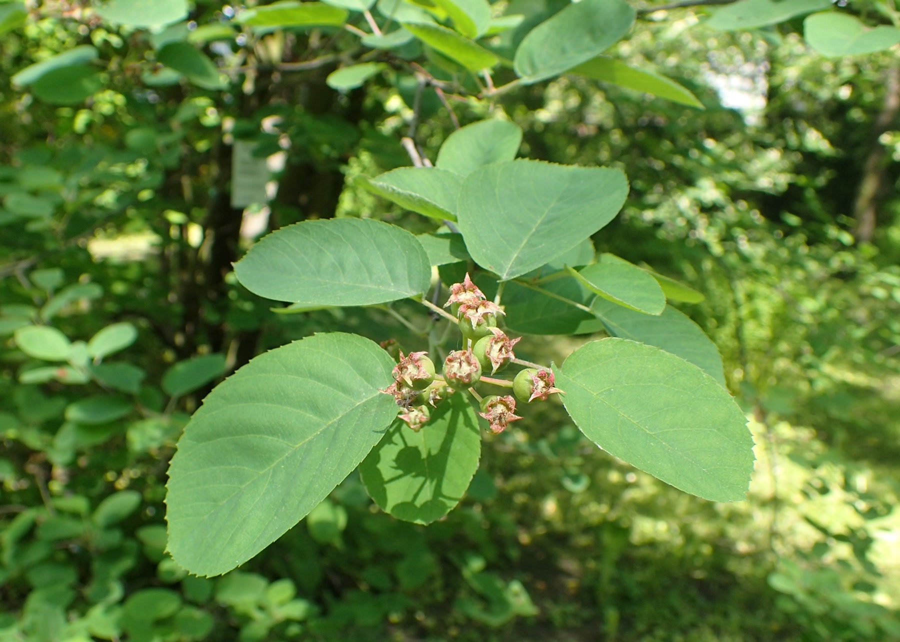 Ирга канадская (Amelanchier canadensis) — цветущее дерево