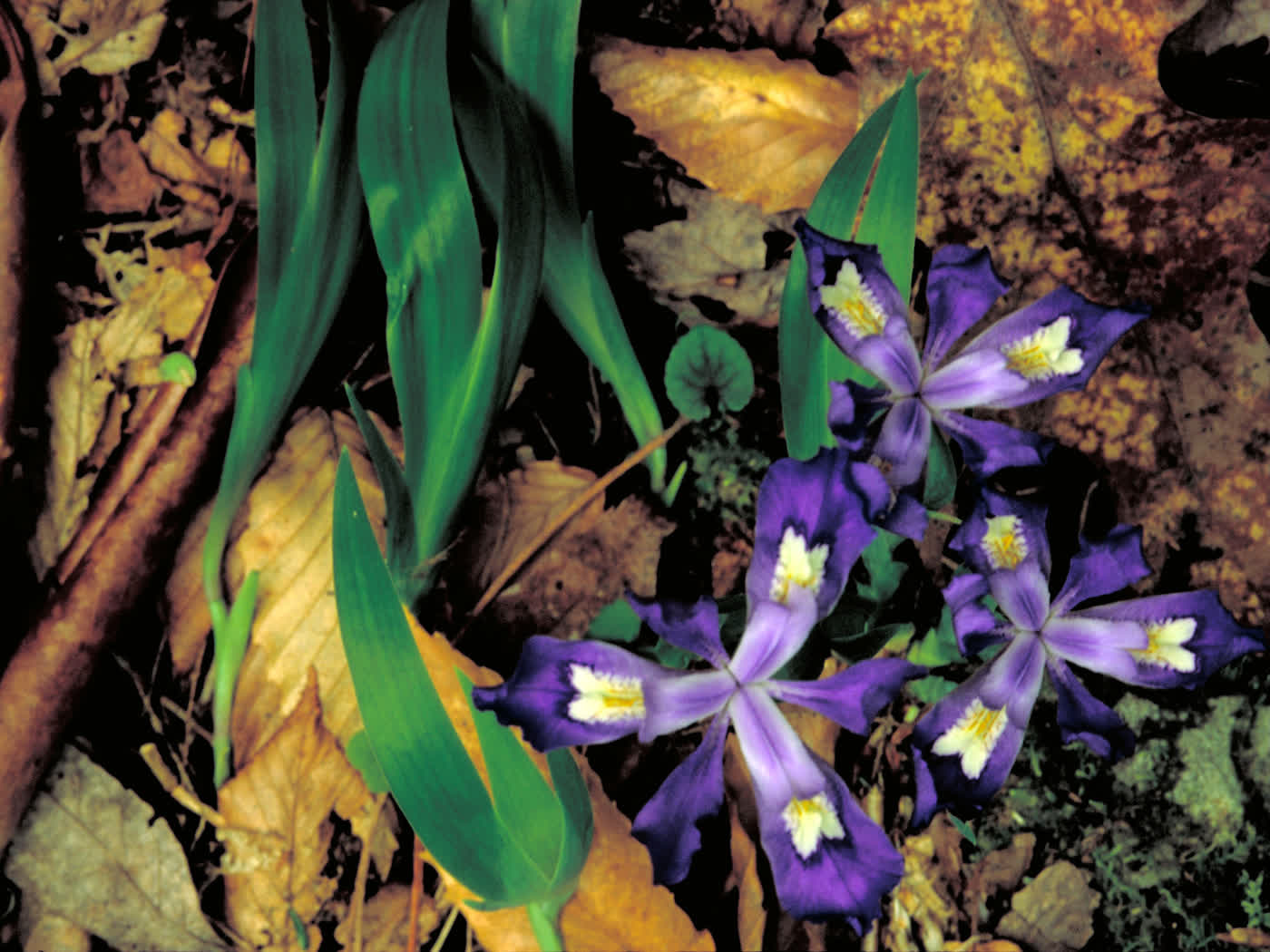 Ирис гребенчатый (Iris cristata) — миниатюрный лесной ирис с гребнем на лепестках