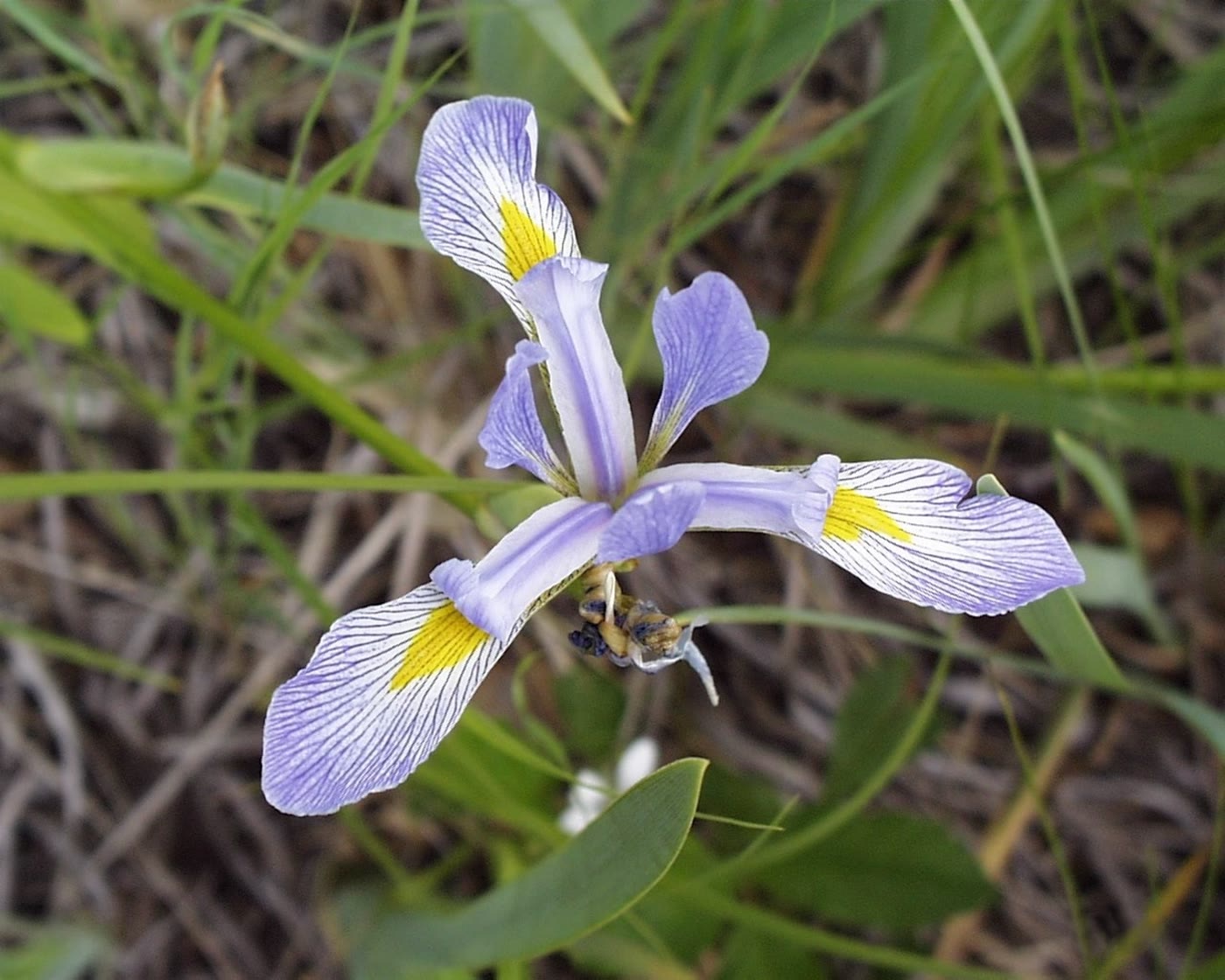 Ирис разноцветный (Iris versicolor) — цветок крупным планом с жёлто-белым сигнальным пятном у основания лепестков
