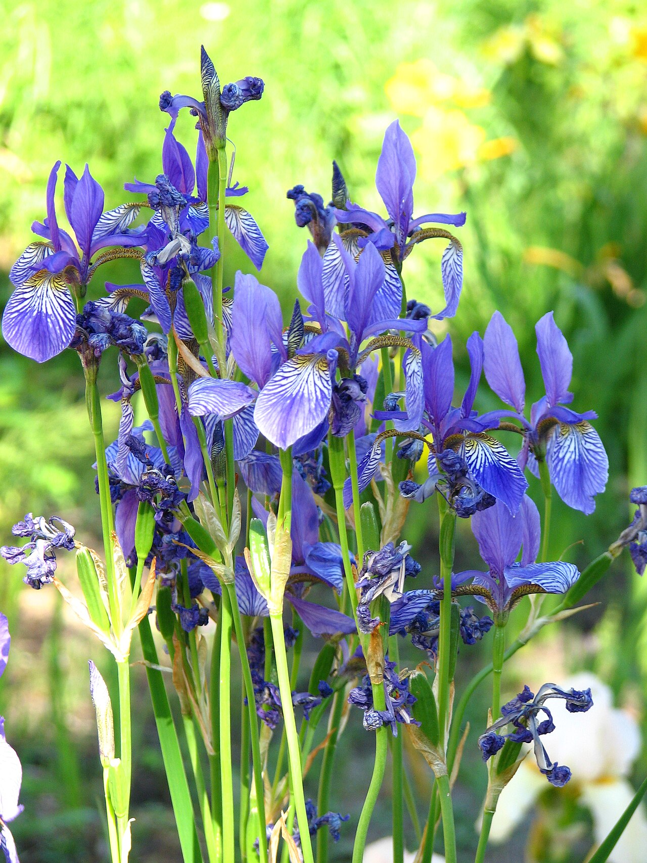 Ирис сибирский (Iris sibirica) — куртина с узкими злаковидными листьями и синими цветками