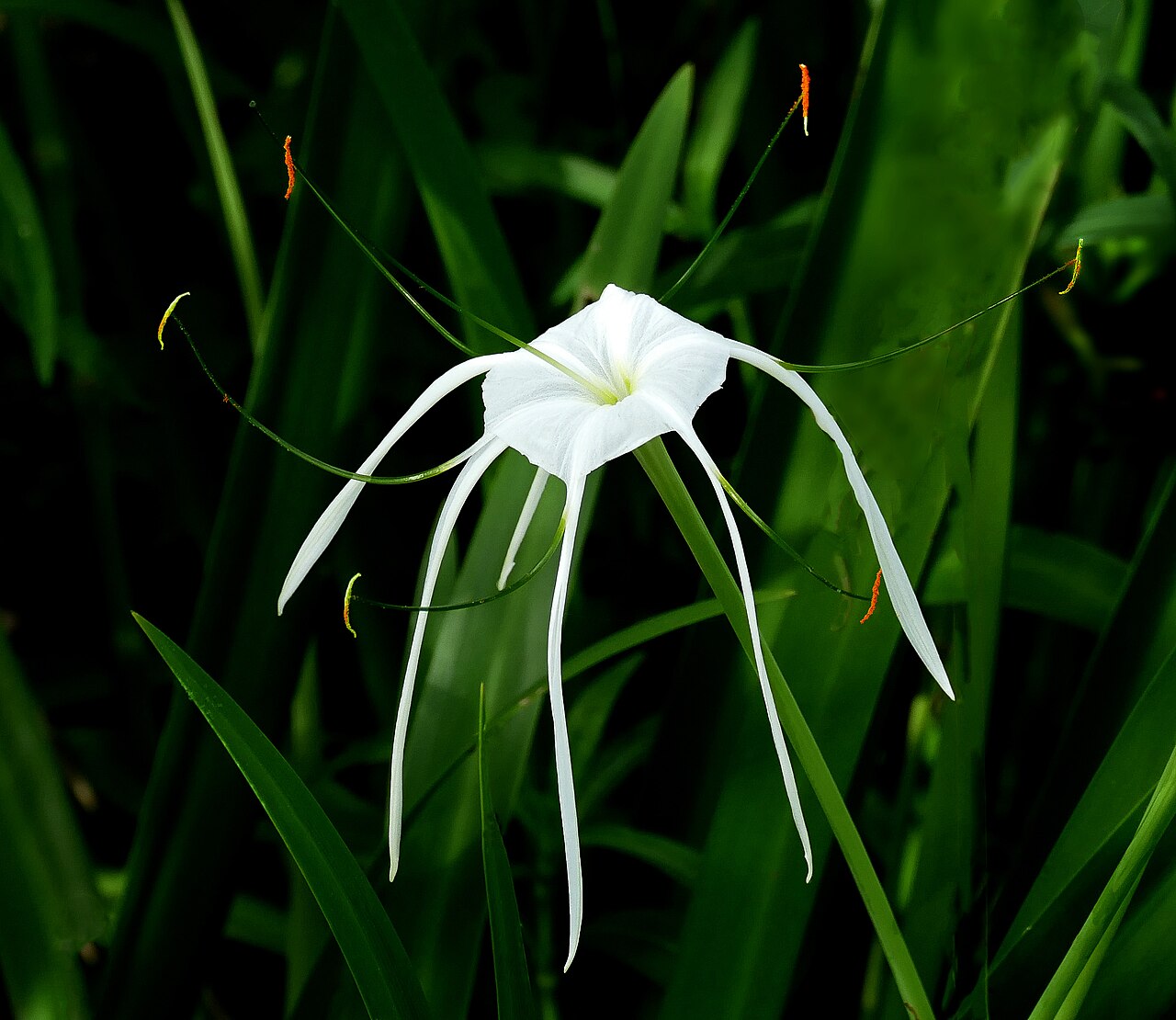 Исмене (Hymenocallis) — внешний вид растения