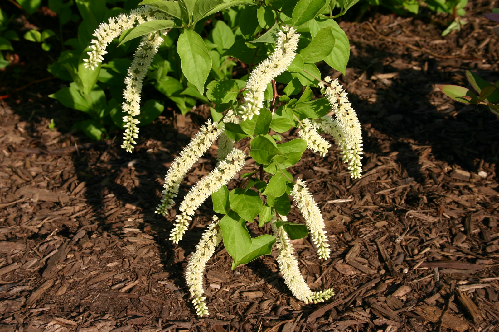 Итея виргинская (Itea virginica) — белые поникающие соцветия-«бутылочные ёршики»