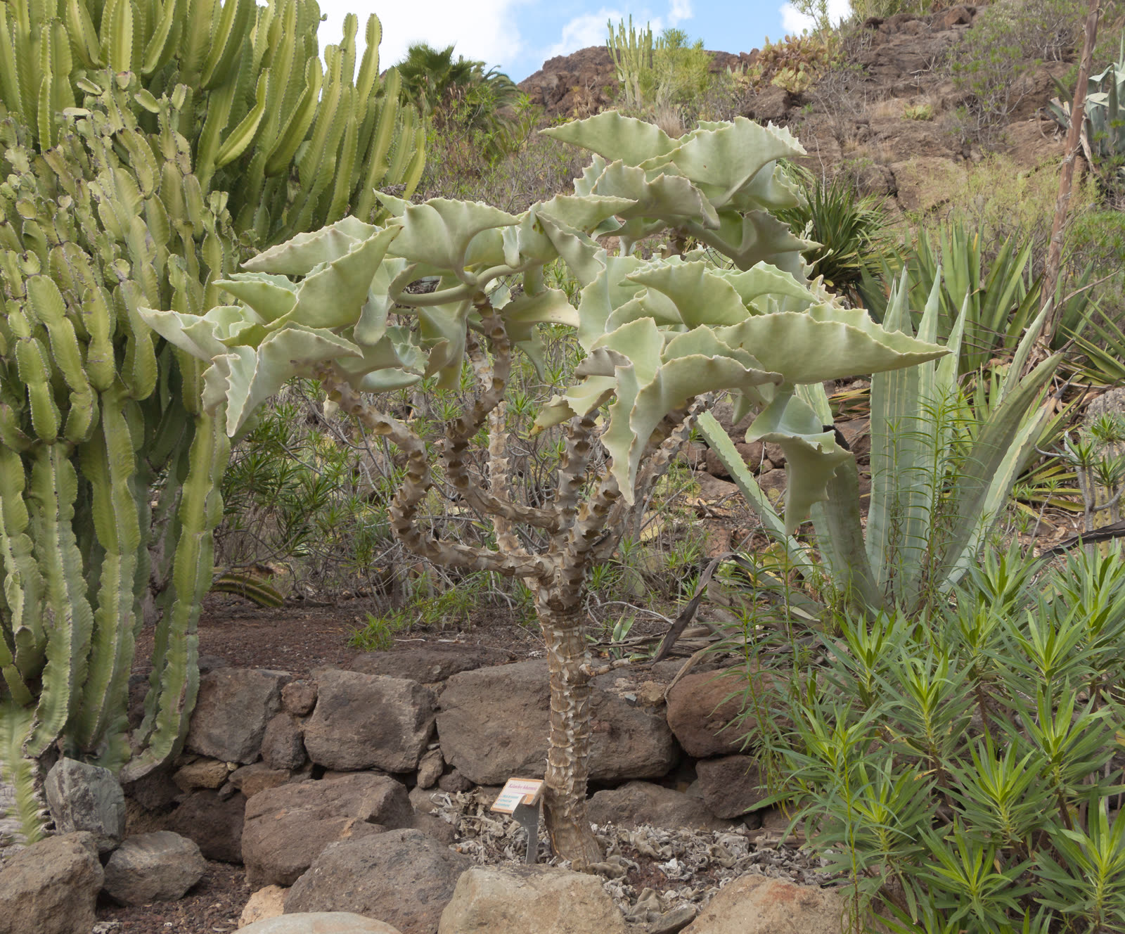 Каланхоэ бегарская (Kalanchoe beharensis) — крупные волнистые бархатисто-бронзовые треугольные листья