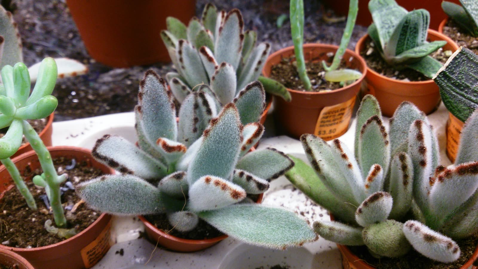 Розетки каланхоэ войлочного (Kalanchoe tomentosa) с серебристо-белыми опушёнными листьями и коричневыми пятнами по краю