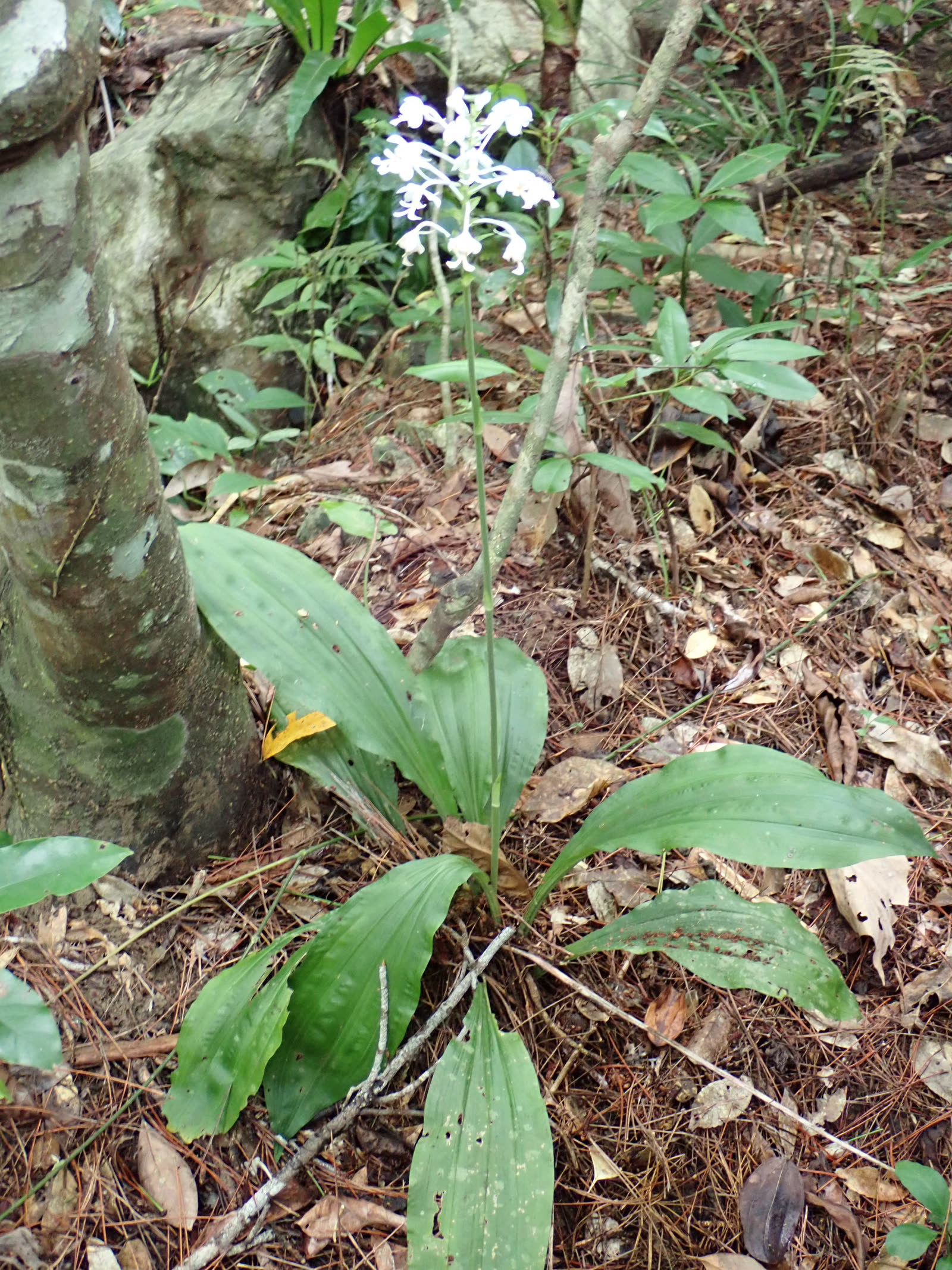 Калантэ трёхскладчатая (Calanthe triplicata) — широкие складчатые веерные листья и плотное соцветие белых цветков