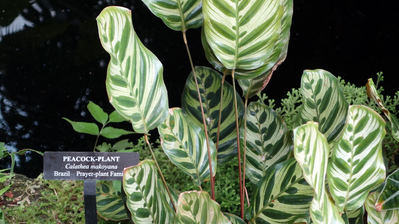 Калатея Макоя (Calathea makoyana) — тонкая, почти прозрачная листовая пластина с перистым рисунком