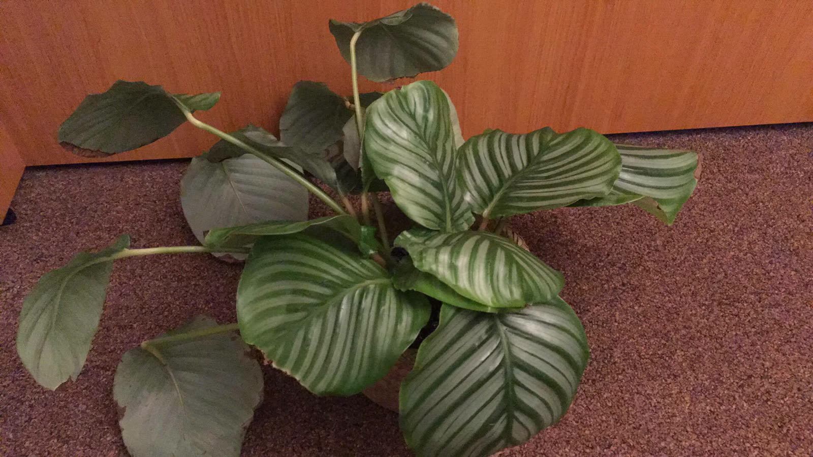 Калатея орбифолия (Calathea orbifolia) — крупный округлый серебристо-зелёный лист с бледными полосами
