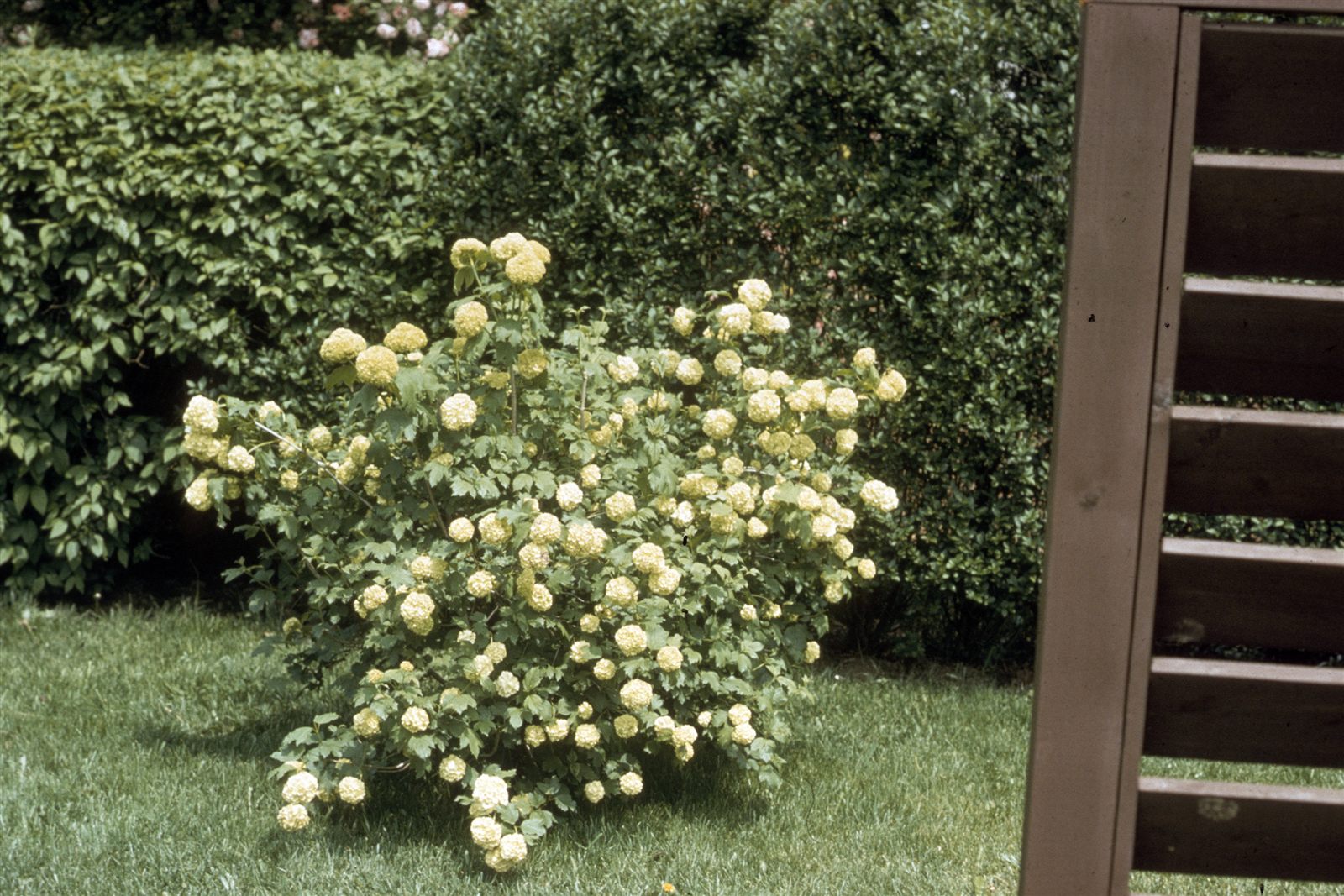 Калина Бульденеж (Viburnum opulus 'Roseum') — шаровидные соцветия