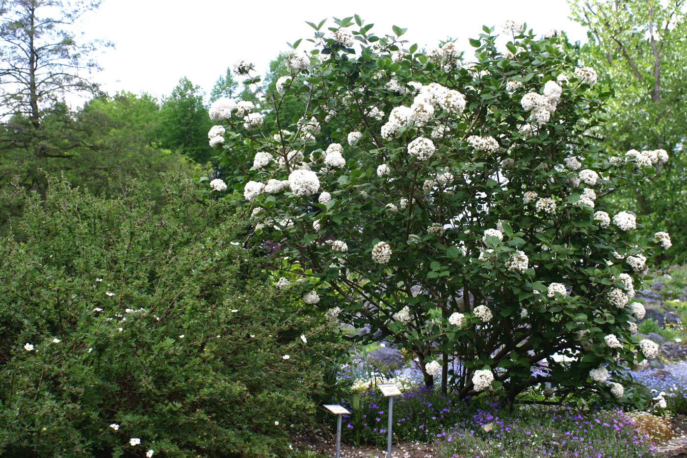 Калина Карлеза (Viburnum carlesii) — компактный куст, усыпанный шаровидными белыми соцветиями