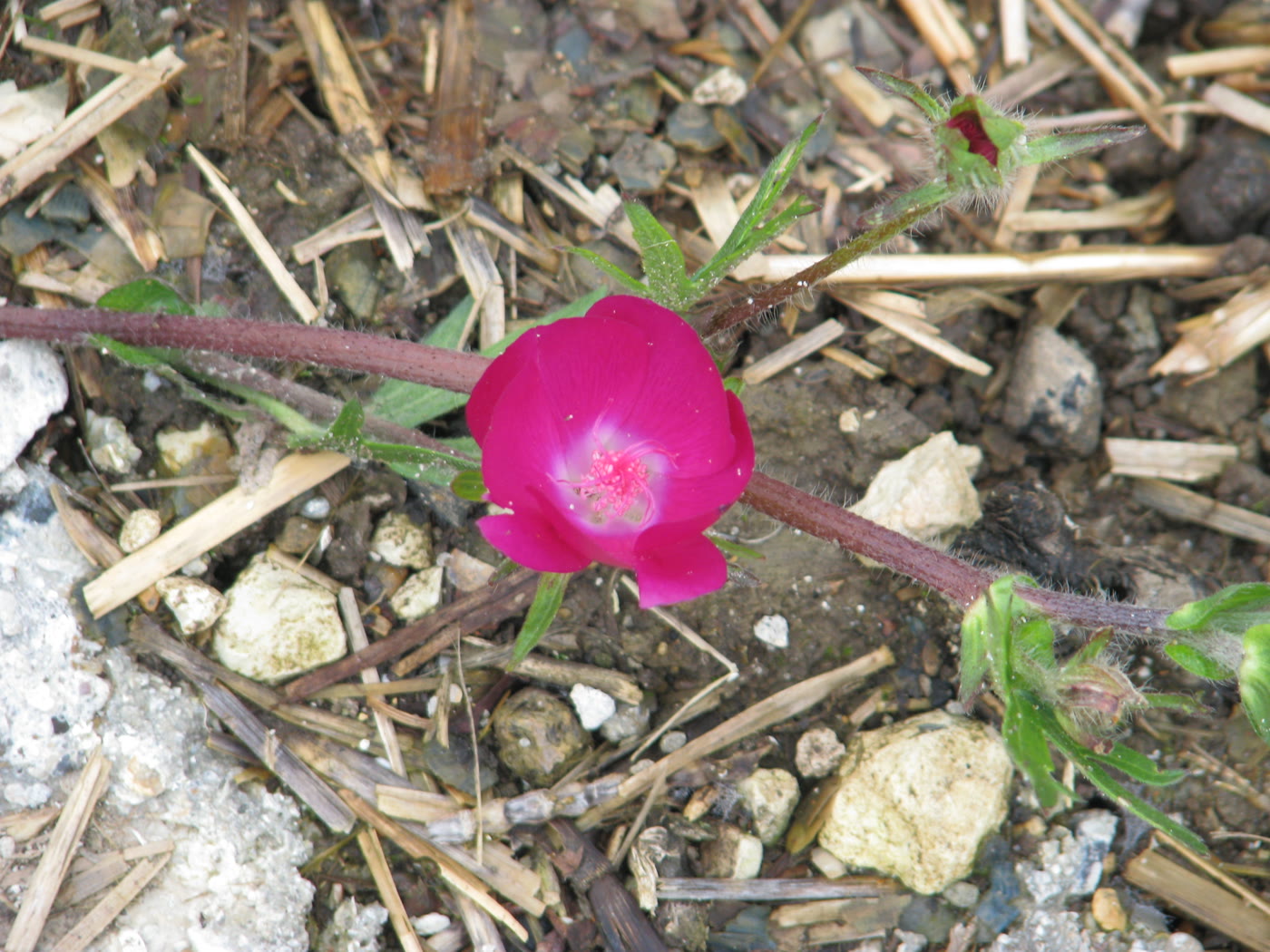 Каллироя обёрточная (Callirhoe involucrata) — стелющийся коврик с чашевидными пурпурно-малиновыми цветками