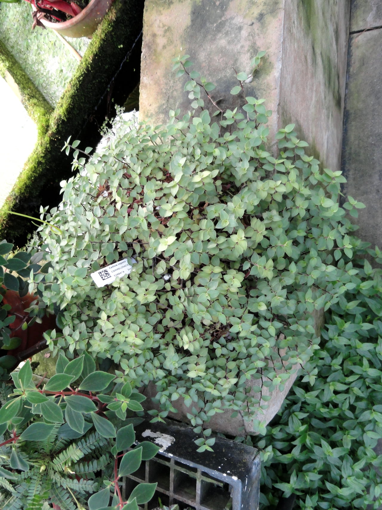 Каллизия ползучая (Callisia repens) — плотный ковёр из мелких листьев