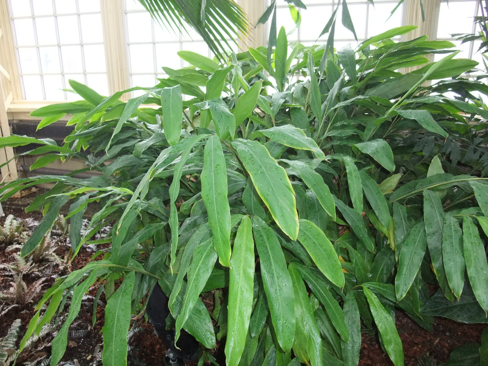 Кардамон (Elettaria cardamomum) — длинные ланцетные листья на облиственных стеблях