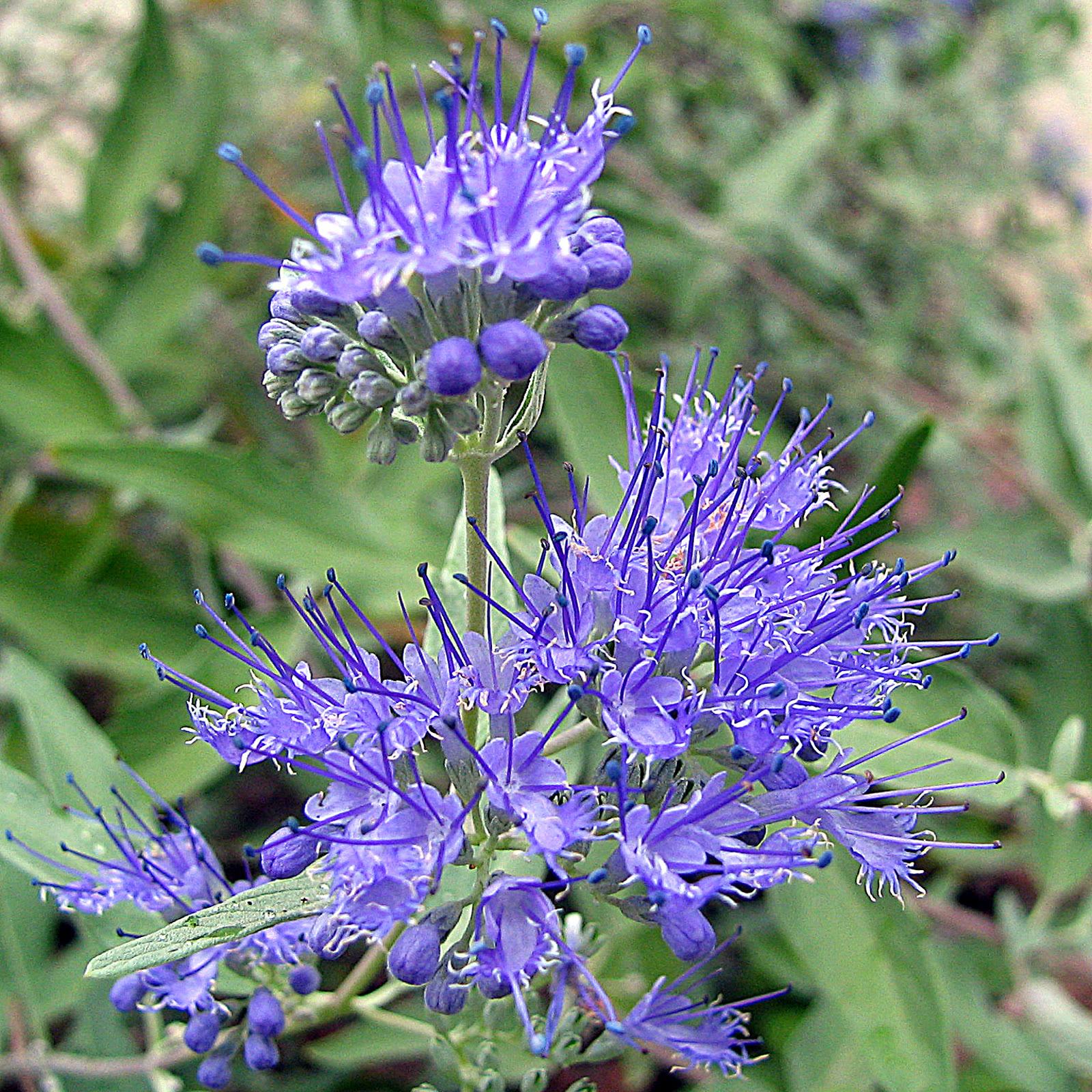 Кариоптерис клэндонский (Caryopteris × clandonensis) — синие соцветия на фоне серебристой листвы