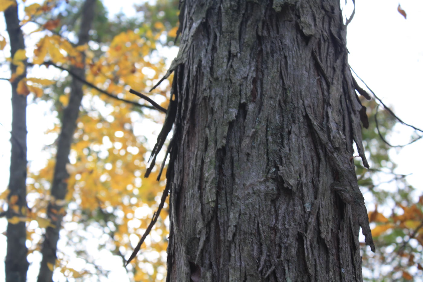 Кария овальная (Carya ovata) — характерная лохматая, отслаивающаяся пластинами кора ствола