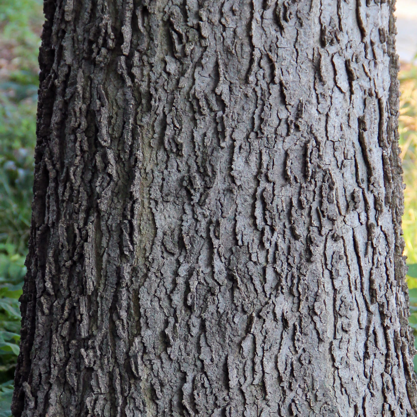 Каркас западный (Celtis occidentalis) — бородавчатая пробковая кора крупным планом
