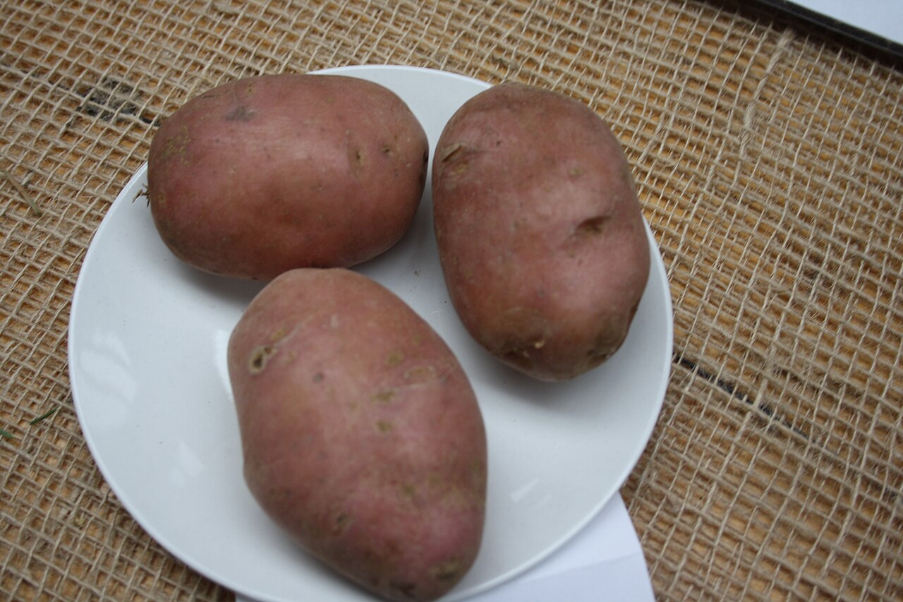 Клубни картофеля Дезире с гладкой красной кожурой