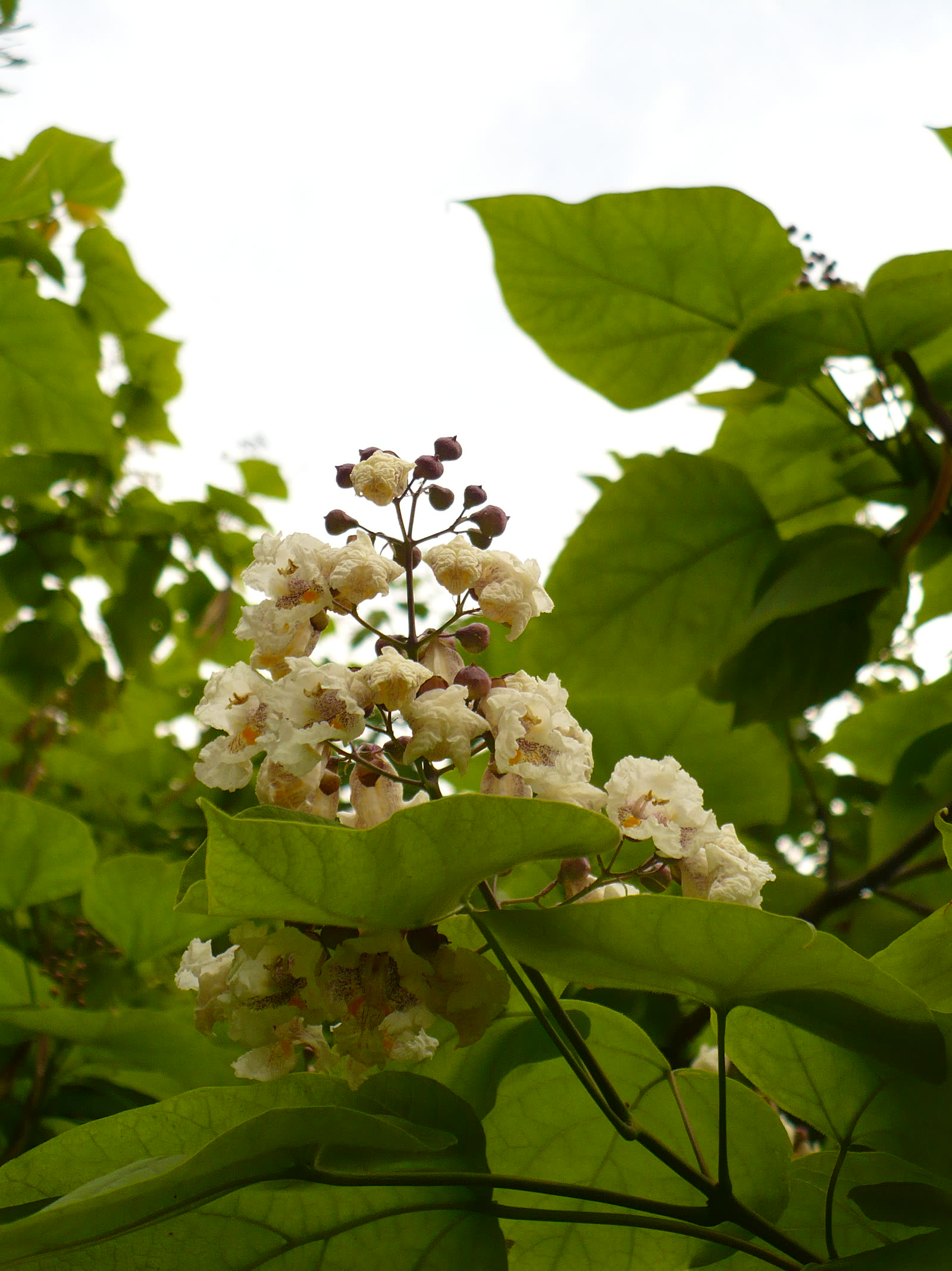 Катальпа бигнониевидная (Catalpa bignonioides) — внешний вид растения