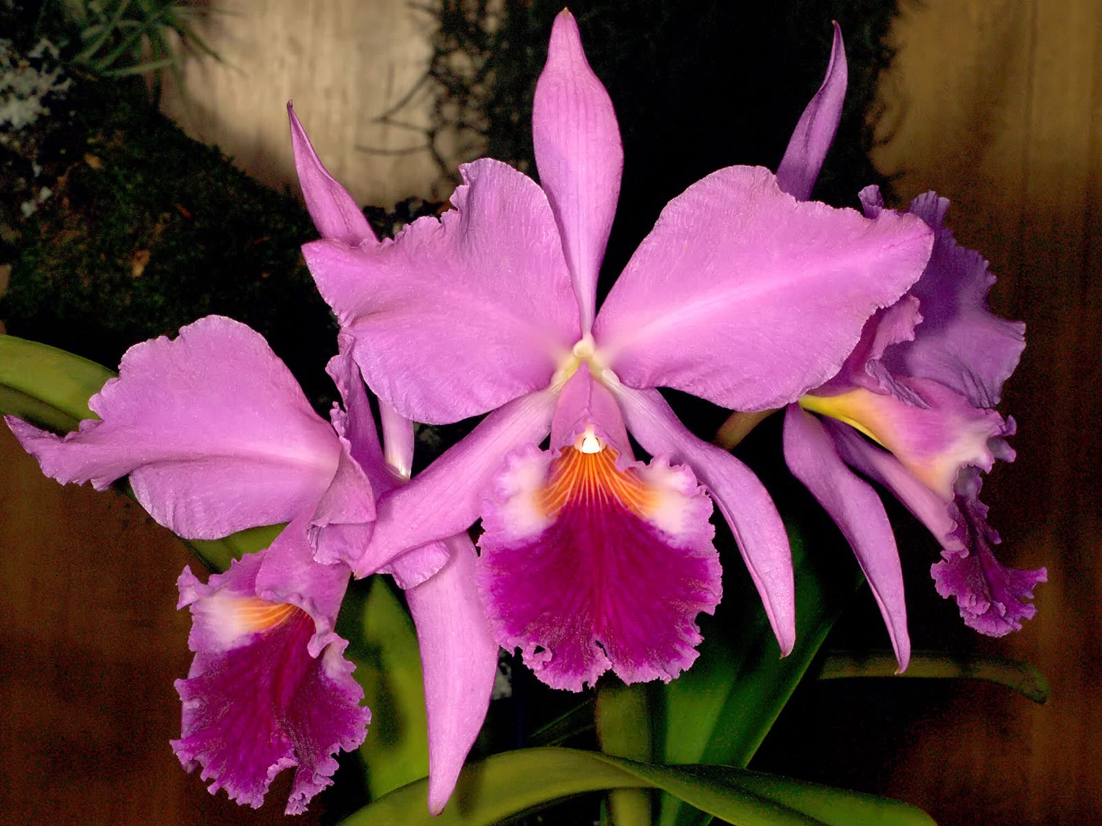 Каттлея губастая (Cattleya labiata) — цветок с гофрированной губой