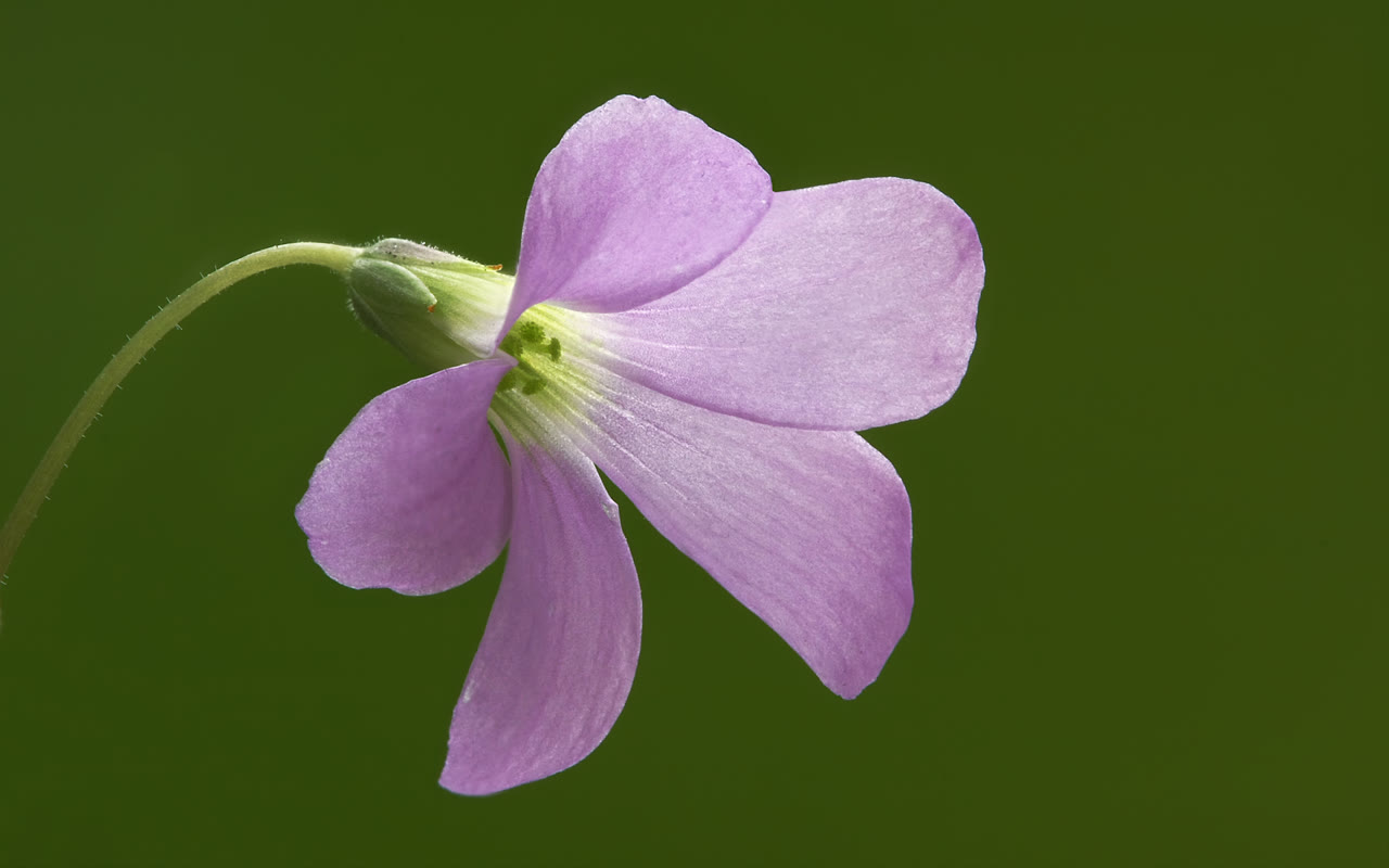 Кислица треугольная (Oxalis triangularis) — тёмно-пурпурные тройчатые листья