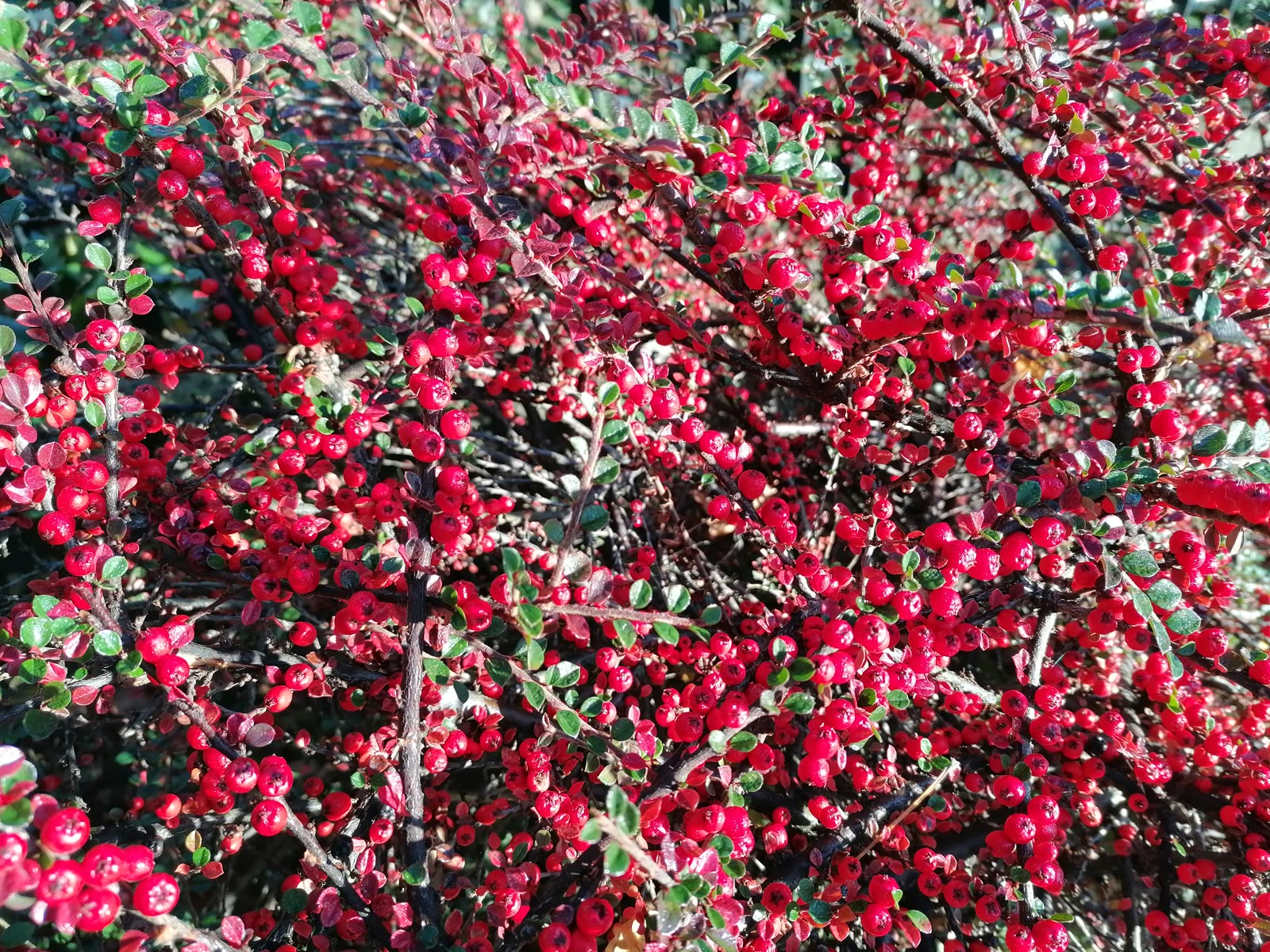 Кизильник горизонтальный (Cotoneaster horizontalis) — стелющиеся побеги «в ёлочку» с красными ягодами