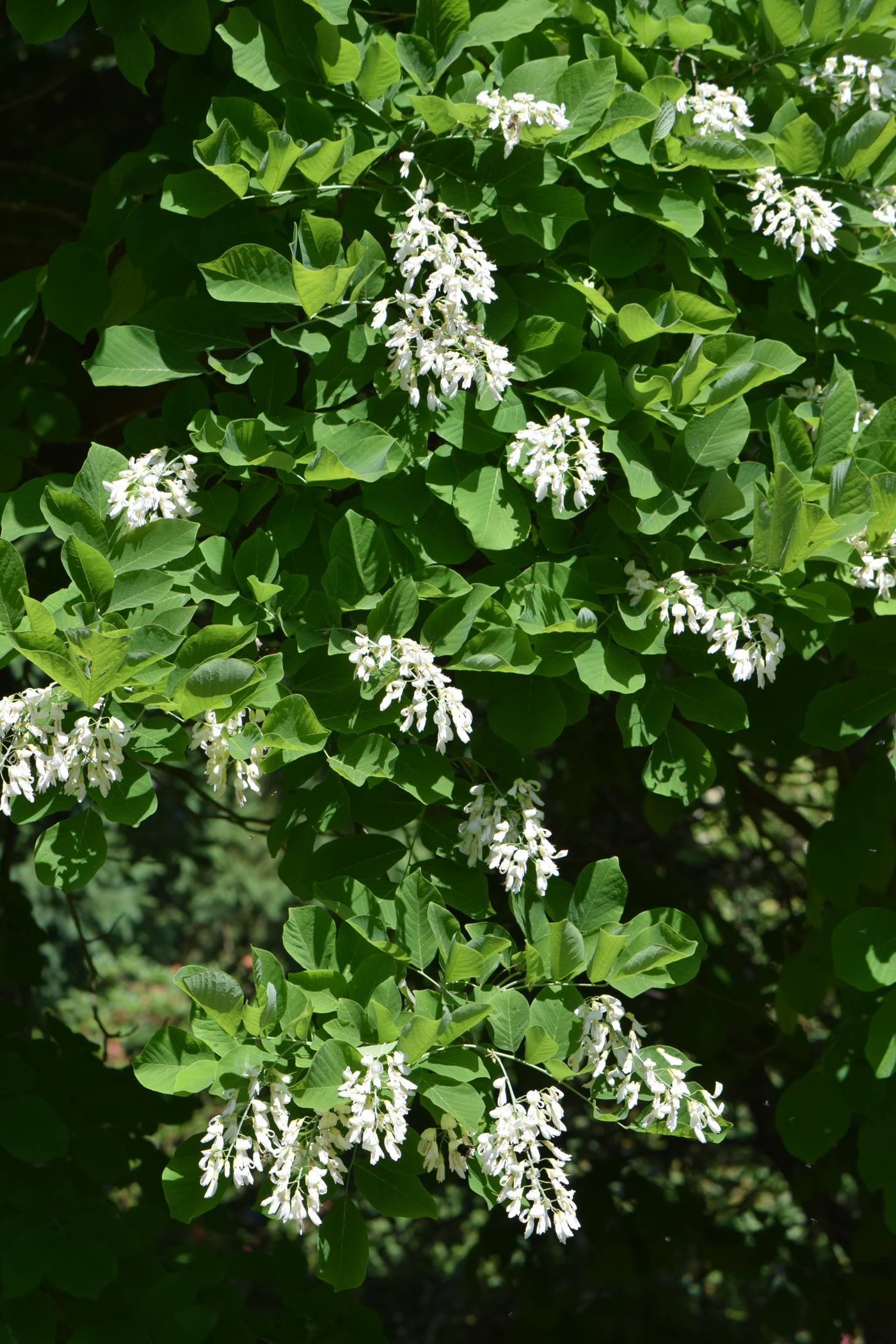 Кладрастис кентуккийский (Cladrastis kentukea) в цвету