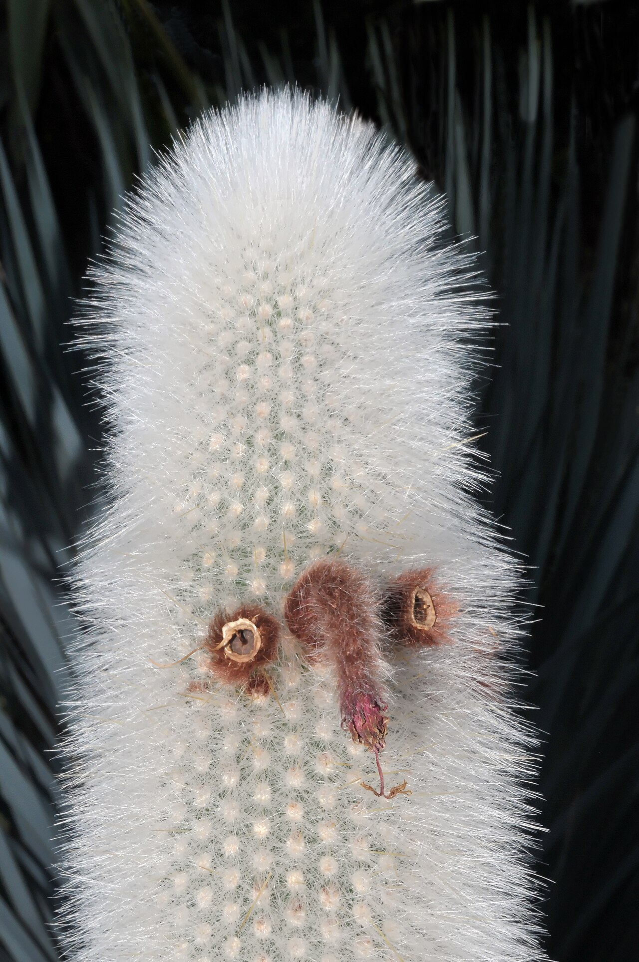 Клейстокактус (Cleistocactus) — внешний вид растения